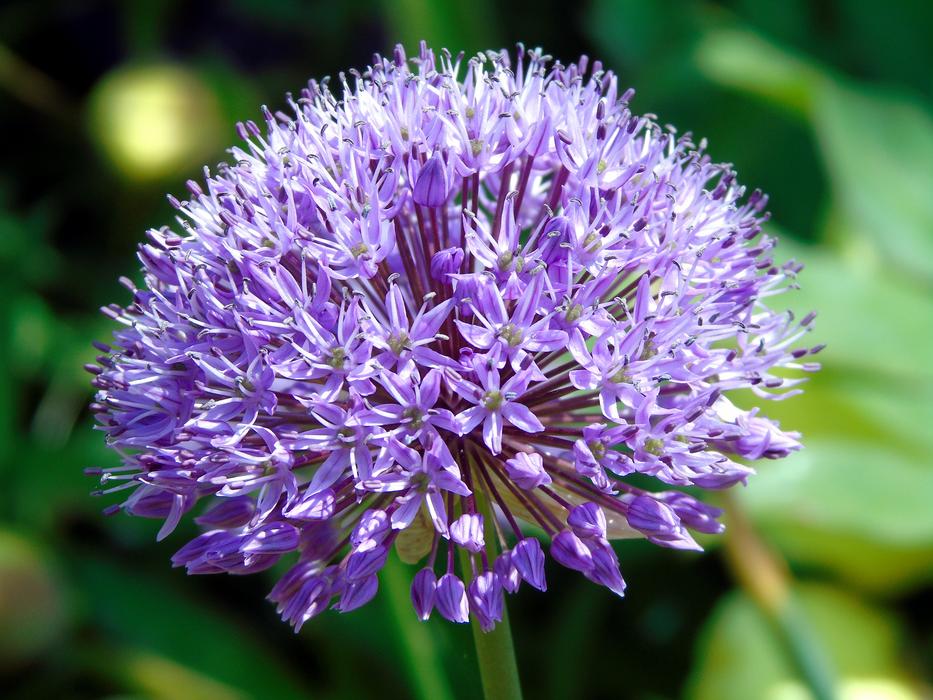 Purple Onion Blossom Flower free image download