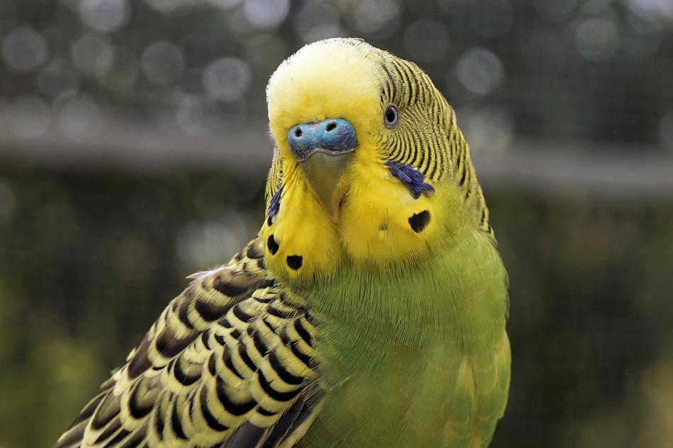 Budgie Bird Animal free image download