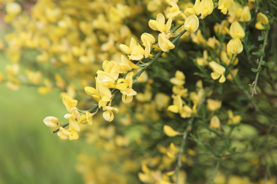 Broom Yellow Shrub free image download