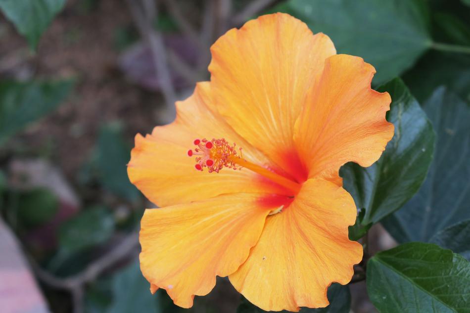 Natural orange Leaf Plant free image download