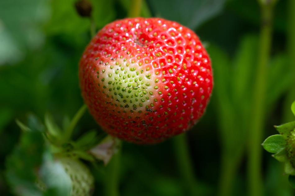 Strawberry Ripening Process Garden free image download