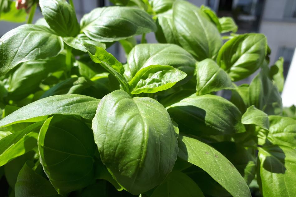 Basil Pesto Garlic Olive free image download
