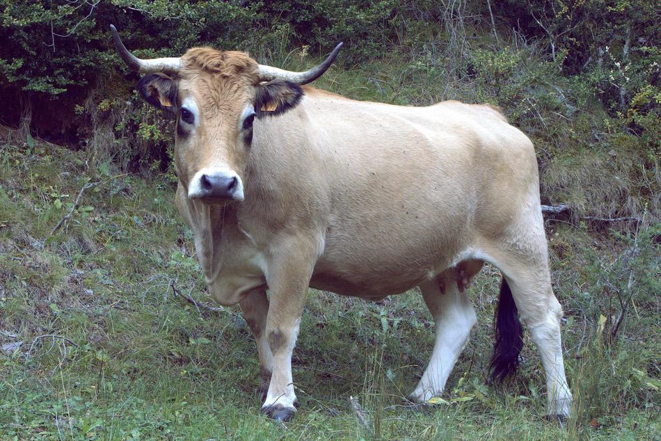 Cow Animal Veal free image download