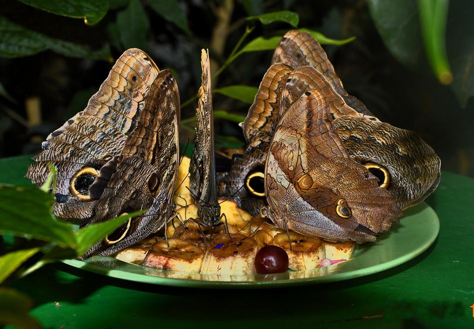 Brown Butterflies eating Food free image download