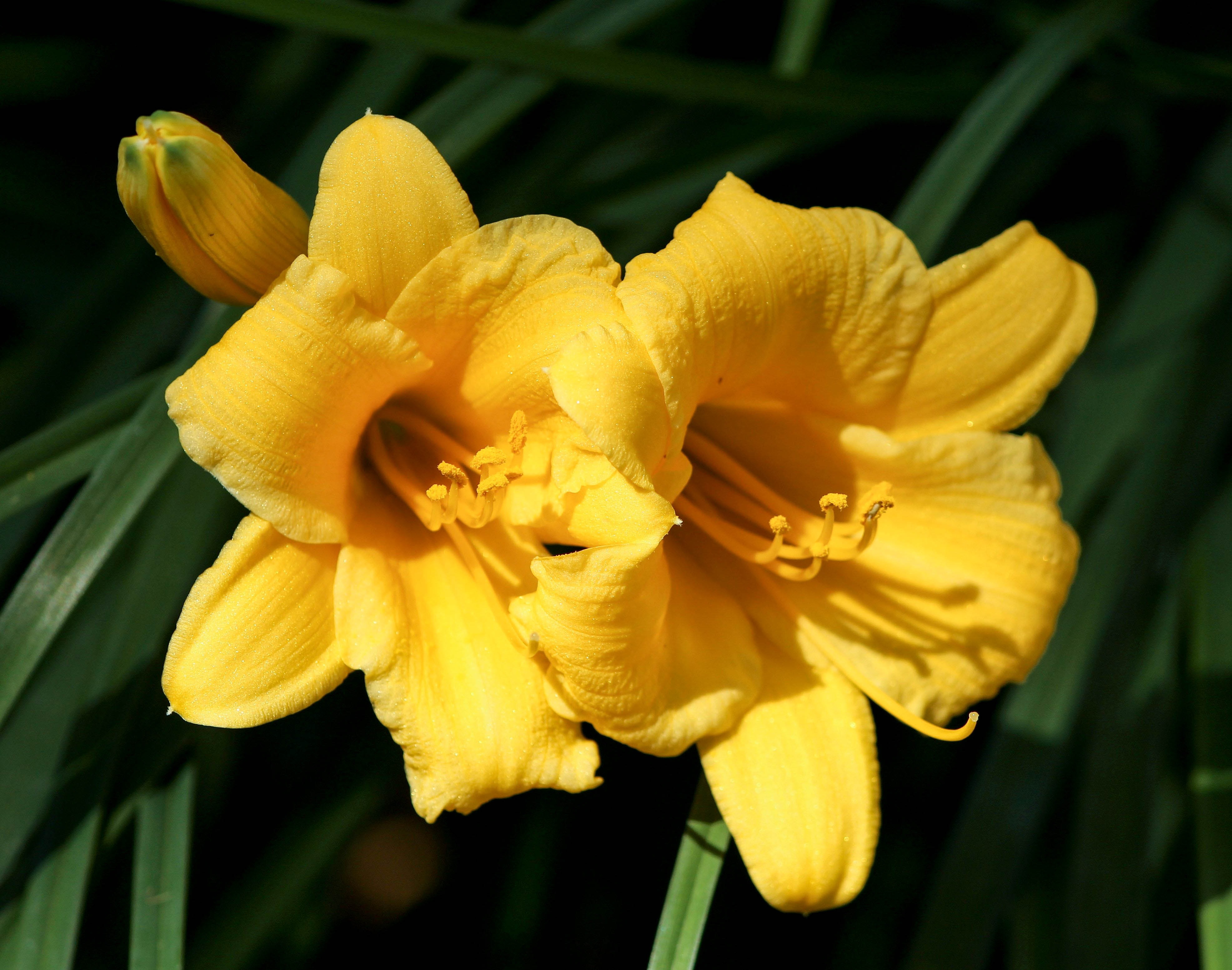Yellow Daylilies Floral Plants free image download