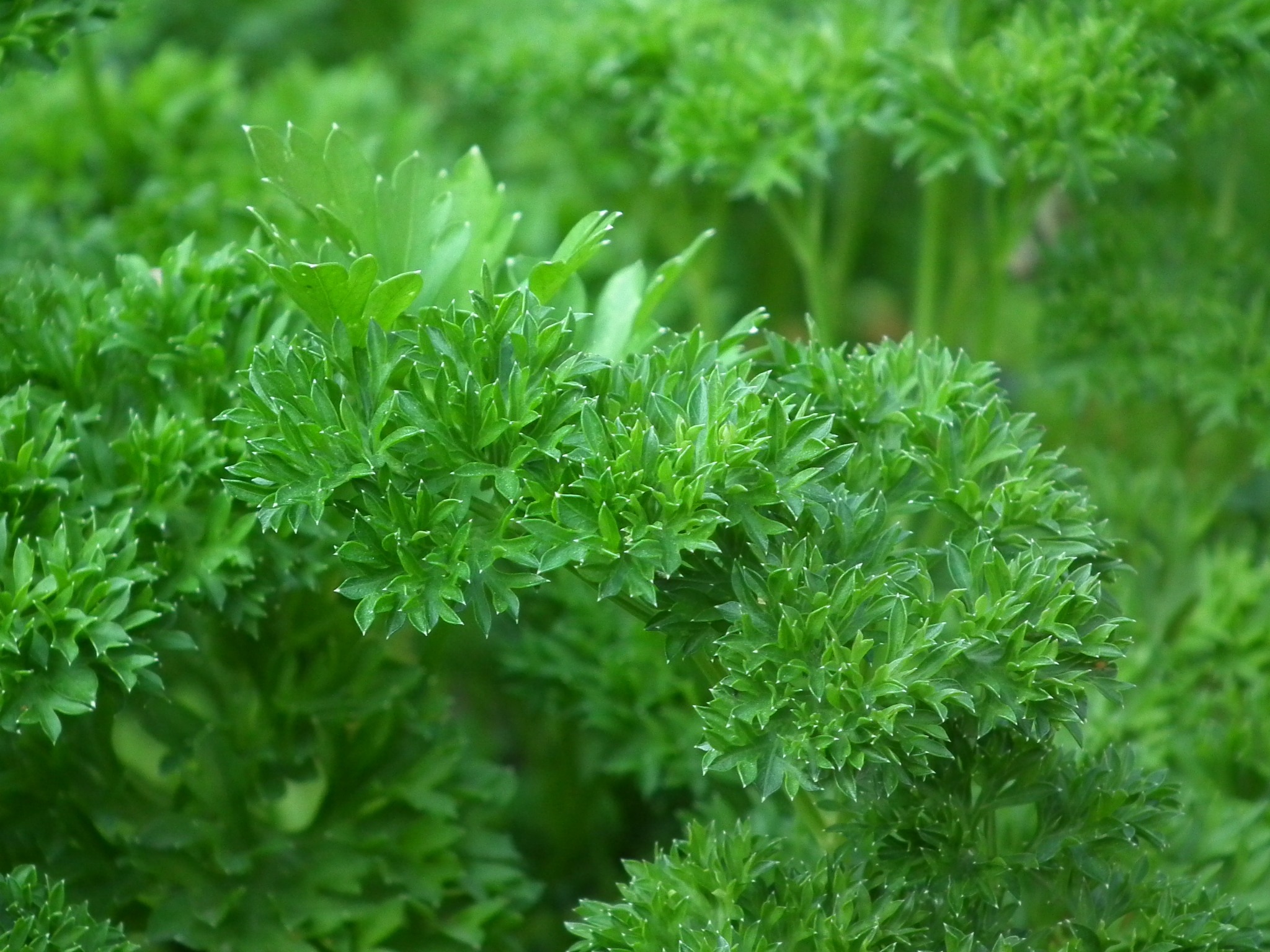 Parsley Seasoning Salad free image download