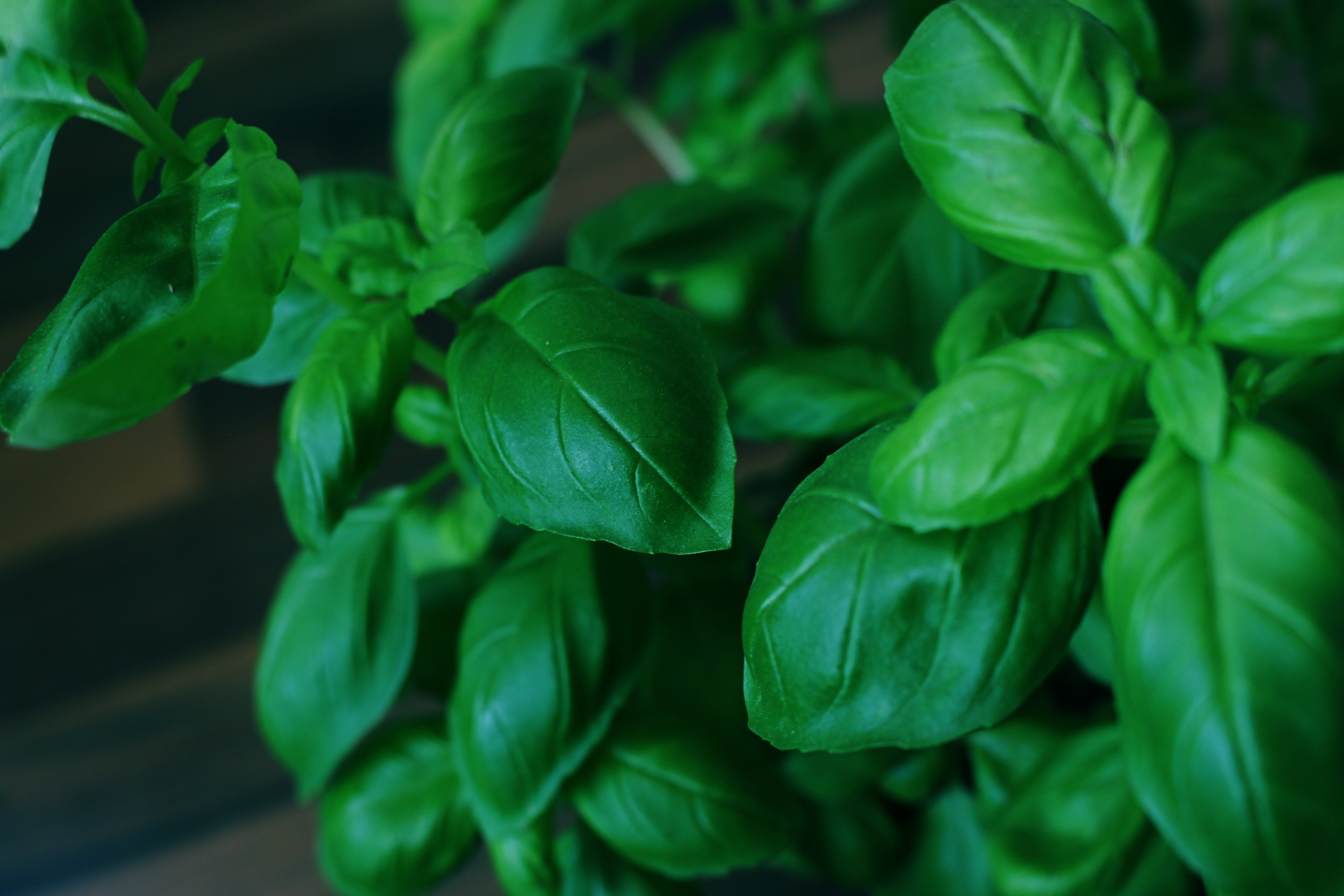 Basil Herbs Green free image download