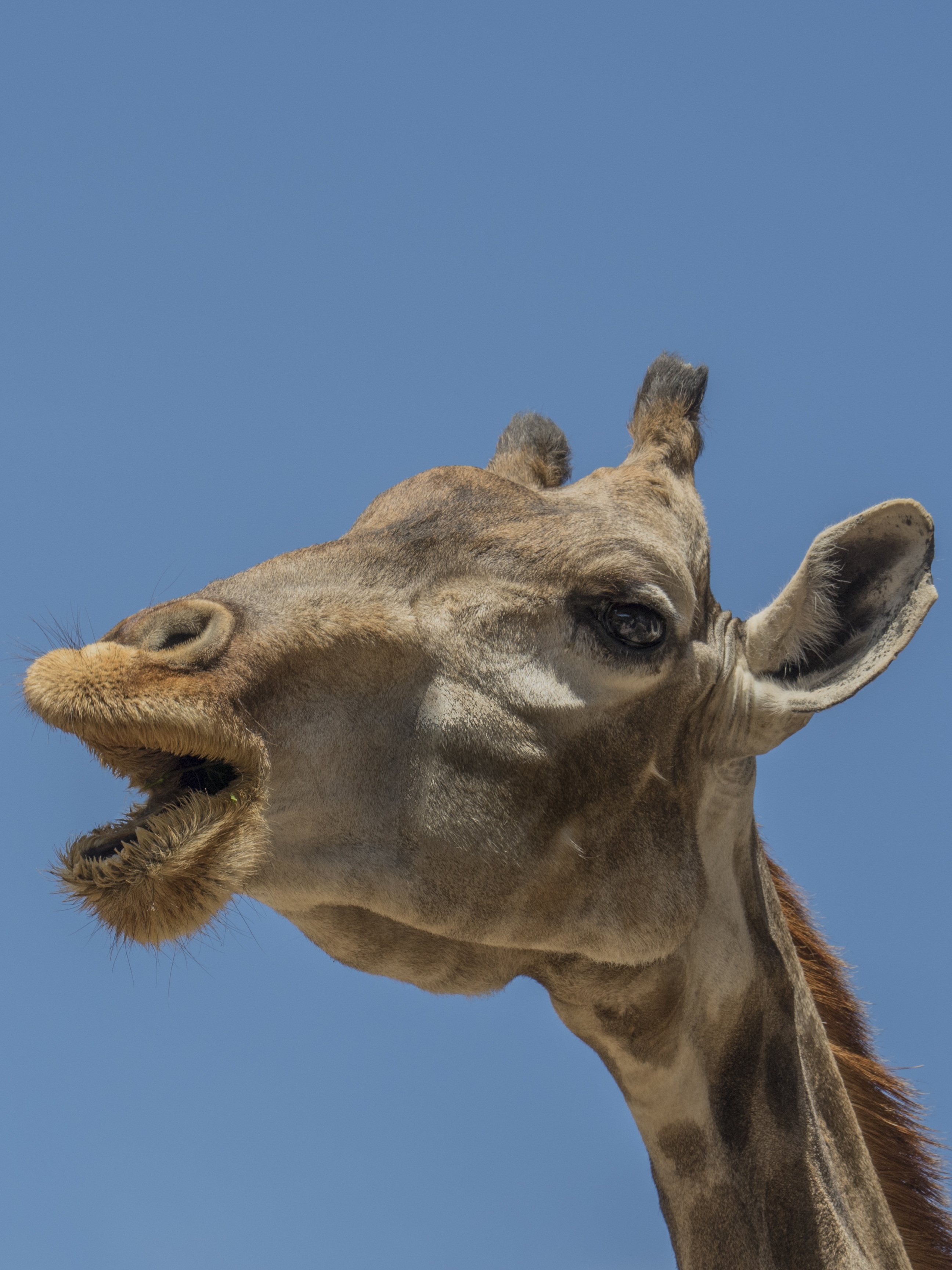 Giraffe Horns Ruminate free image download