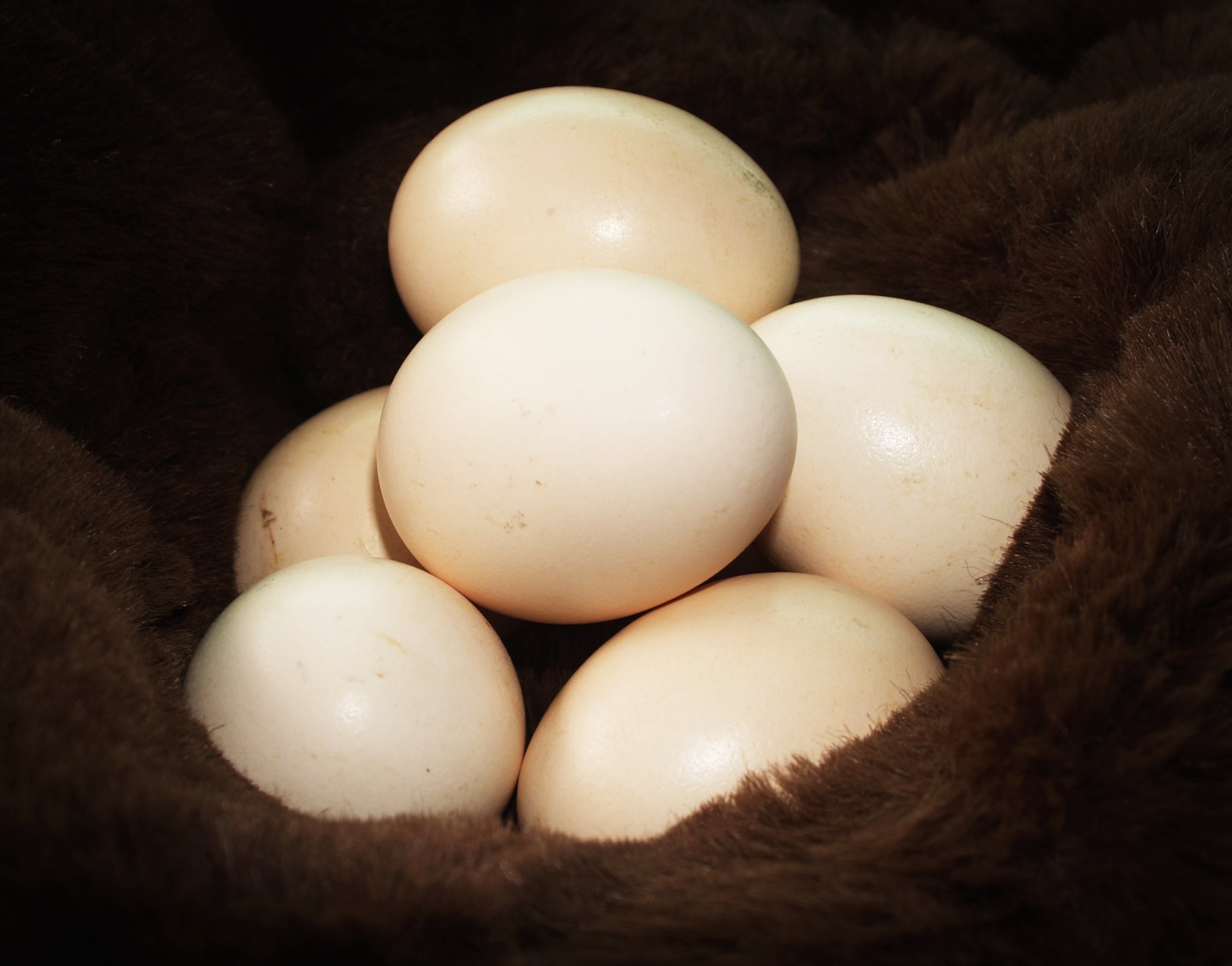 Egg Fresh Cholesterol free image download