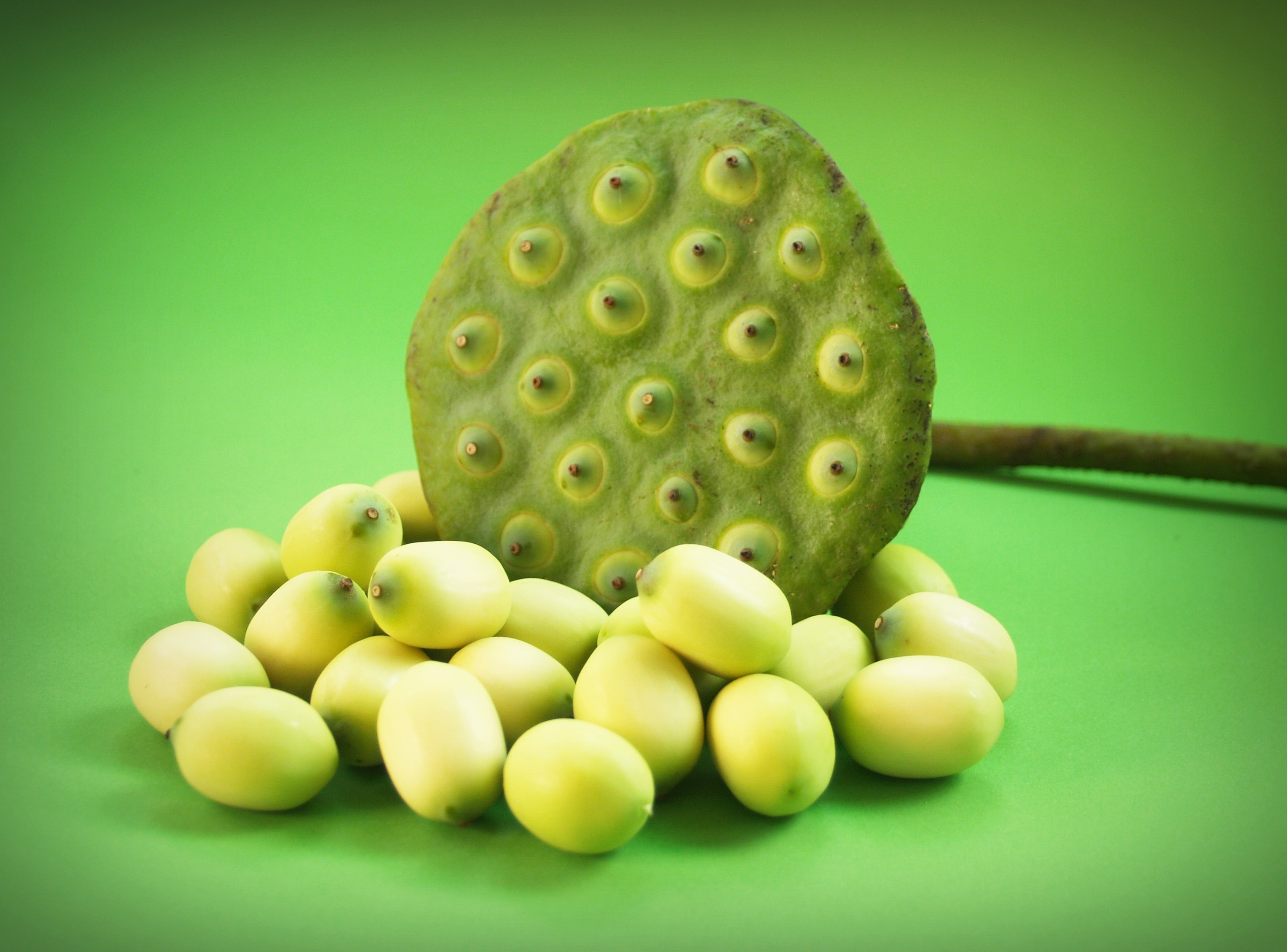 Lotus Seed Flower free image download