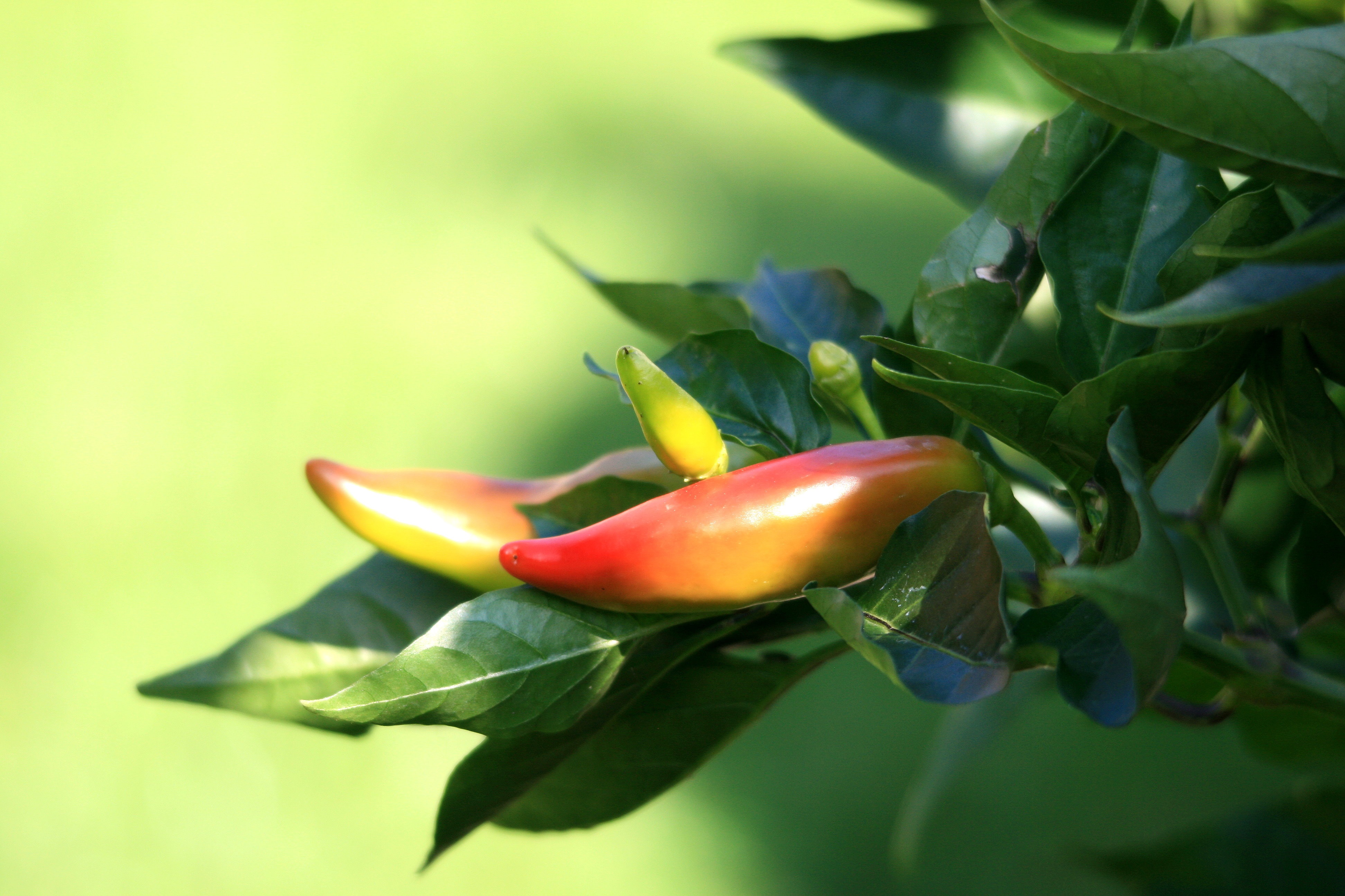 Pepperoni Red Paprika macro view free image download