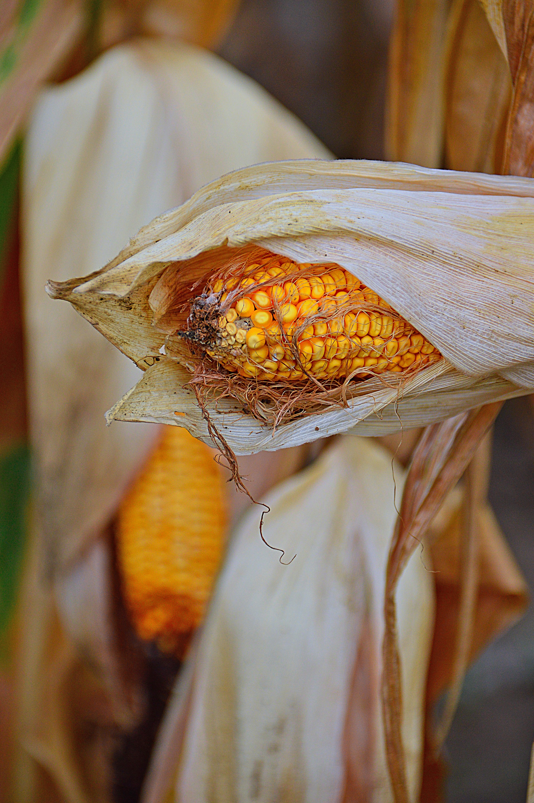 Corn Crop Produce free image download