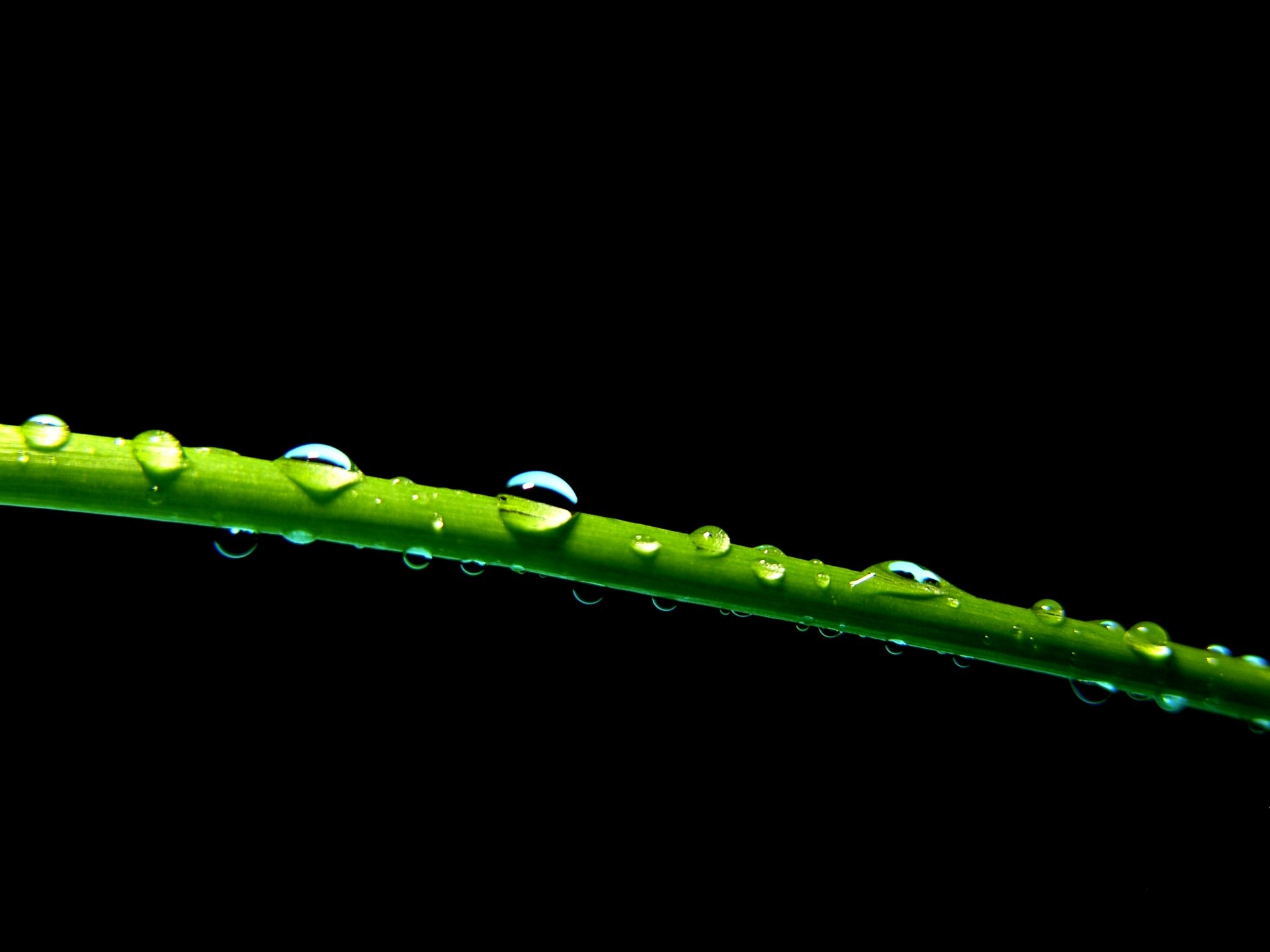 Bead Grass water Drops free image download
