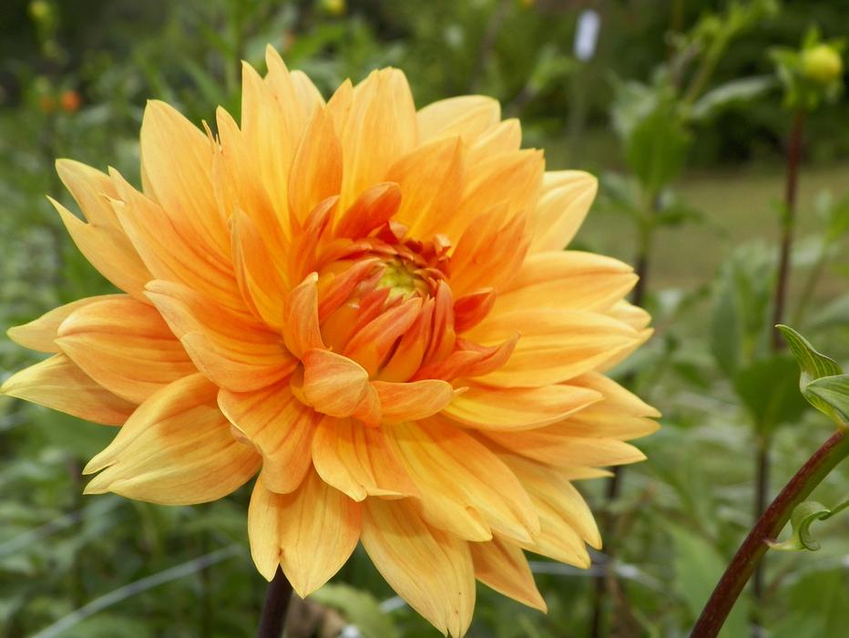 Big yellow flower free image download