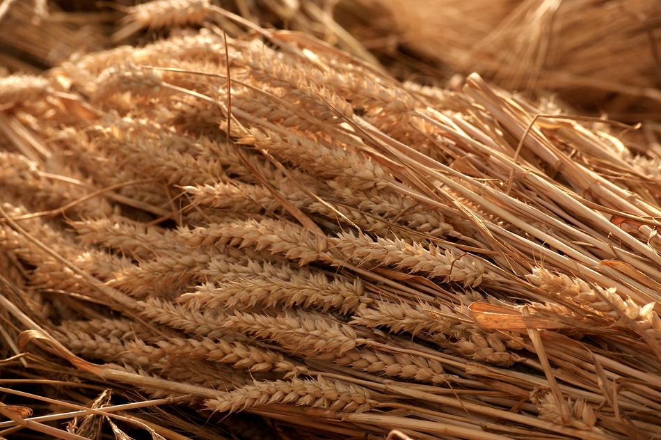 Grain Harvest Summer Tufts free image download