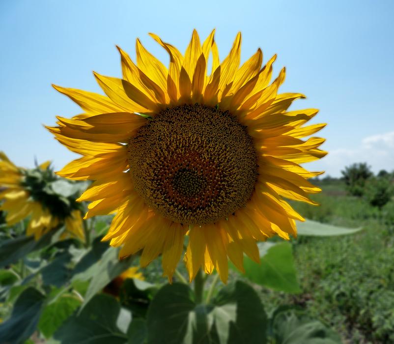 Sunflower Nature Seeds free image download