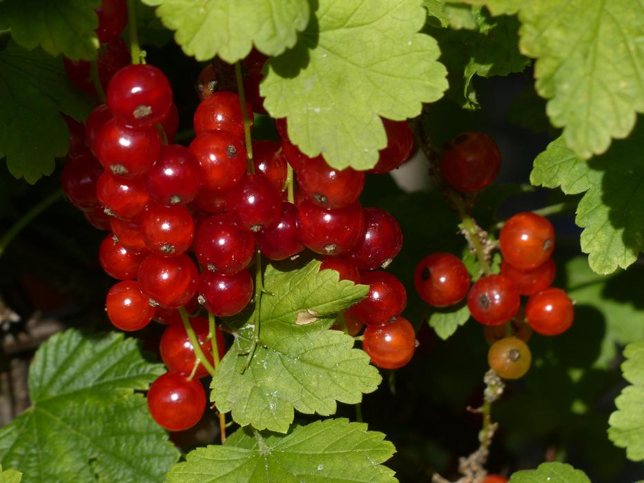 Red Currant Currants Gooseberry free image download