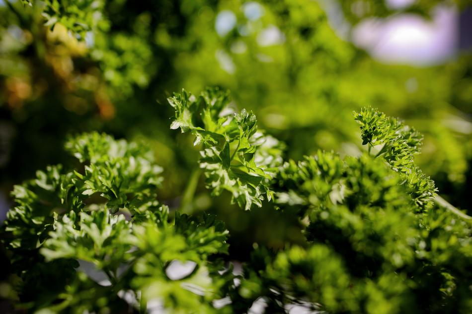 Parsley Herbs Spice free image download