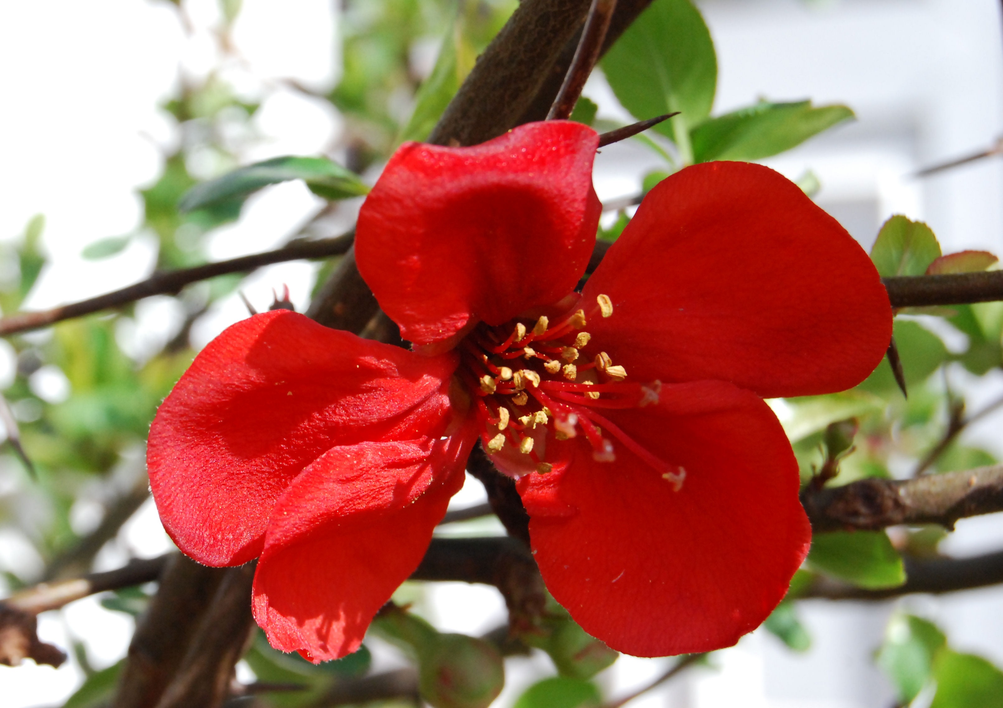 Japanese Quince Spring macro free image download