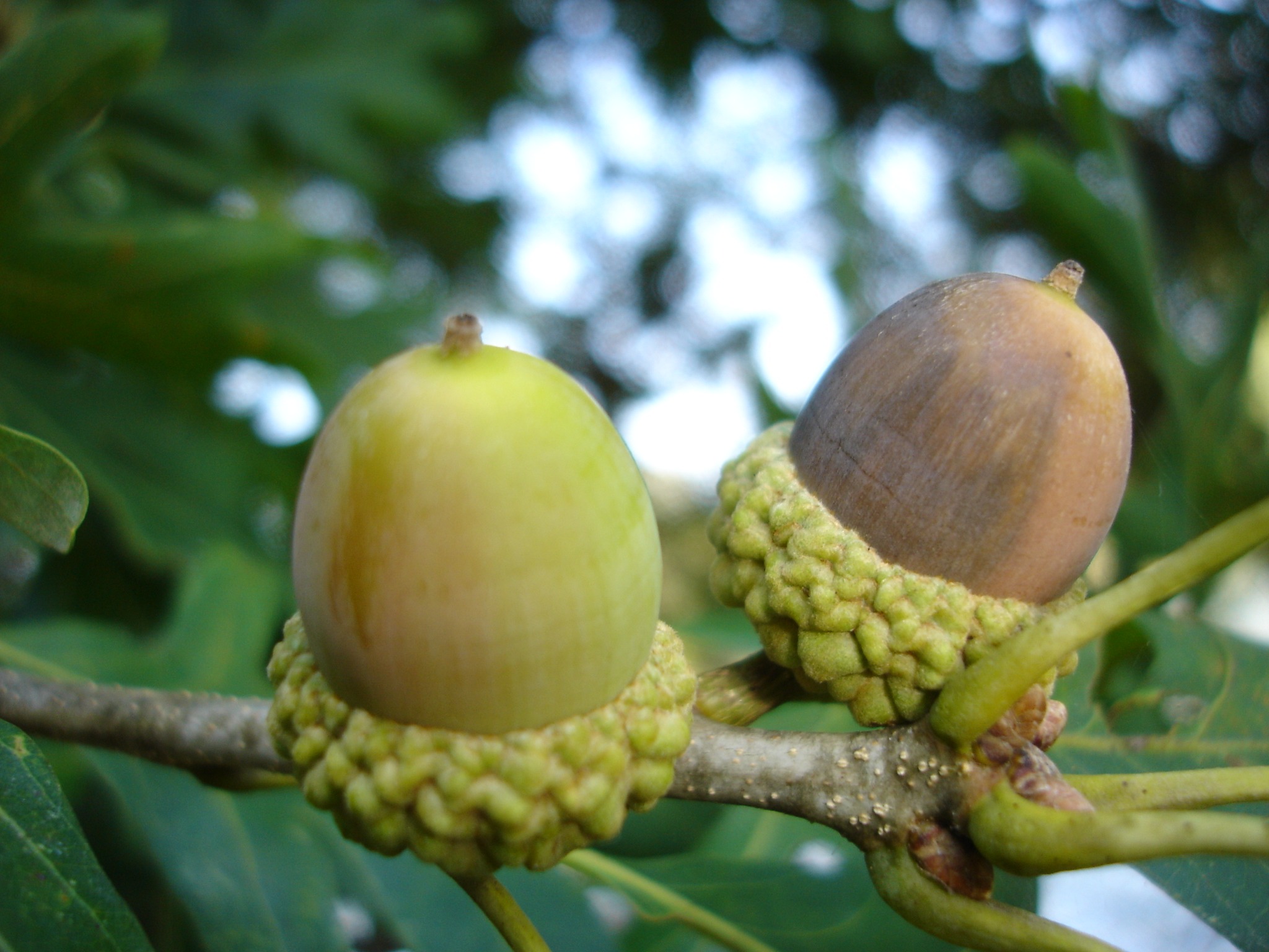 Acorns Nuts Pair free image download