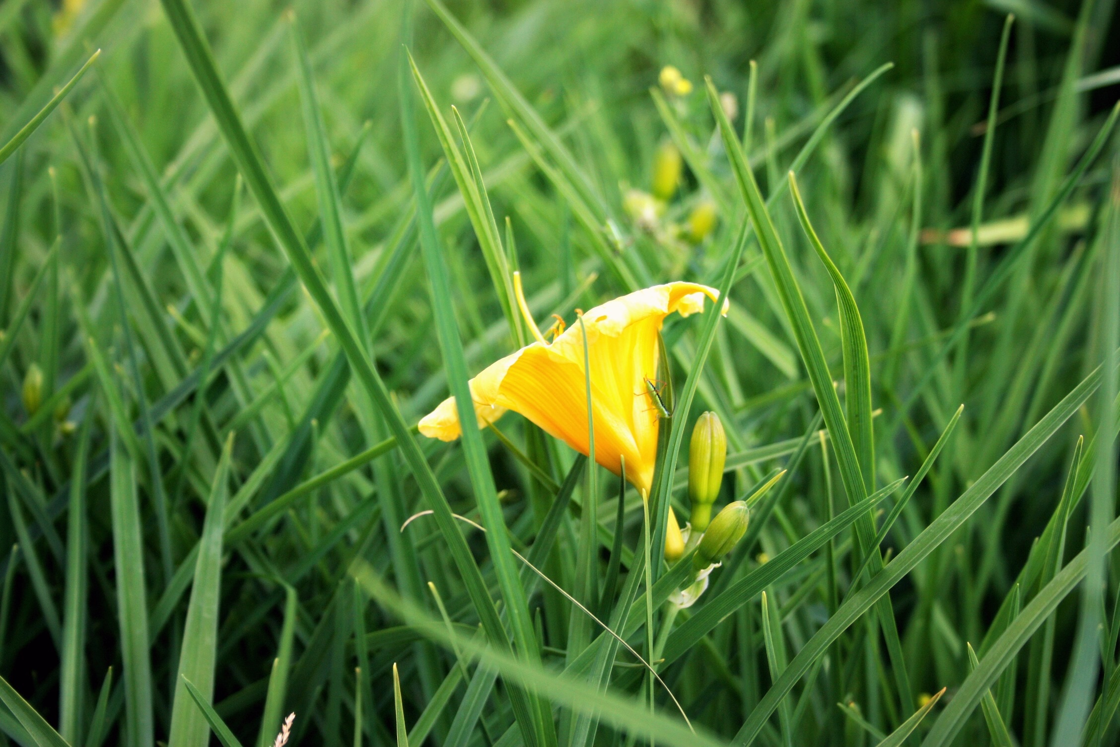 Green grass with yellow flower free image download