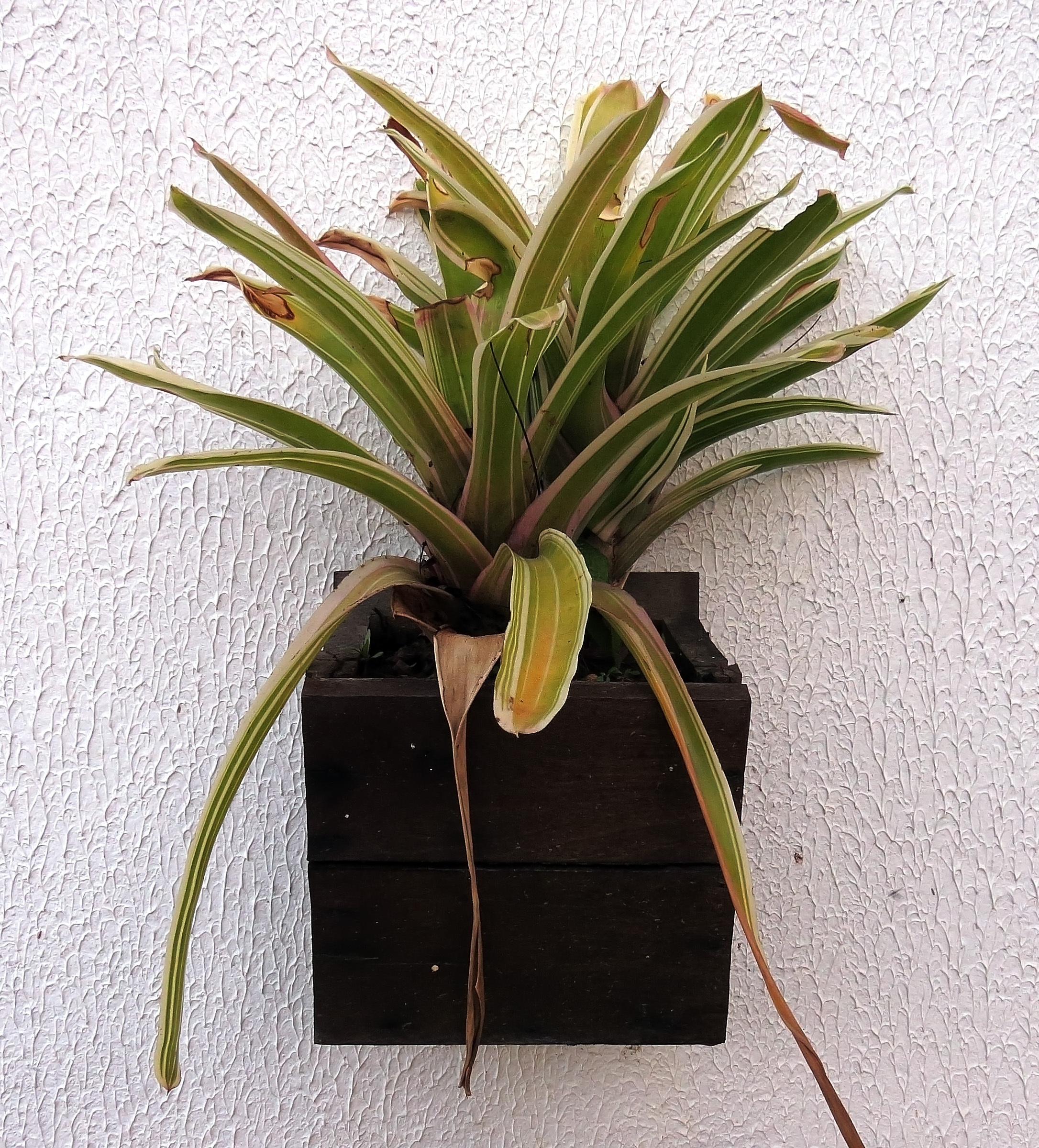 Tropics Ornamental Plants Brazil free image download