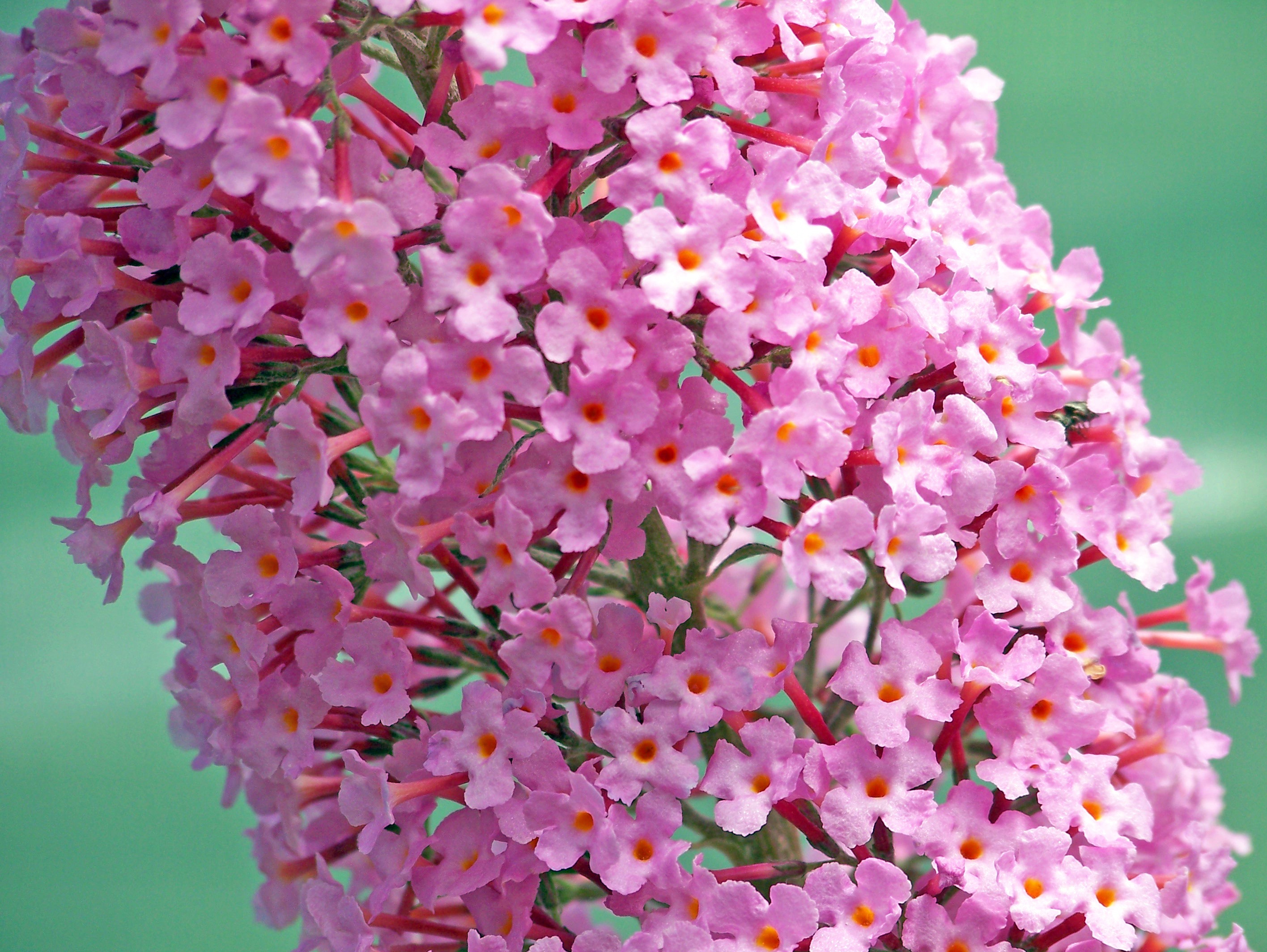 Beautiful little flowers free image download