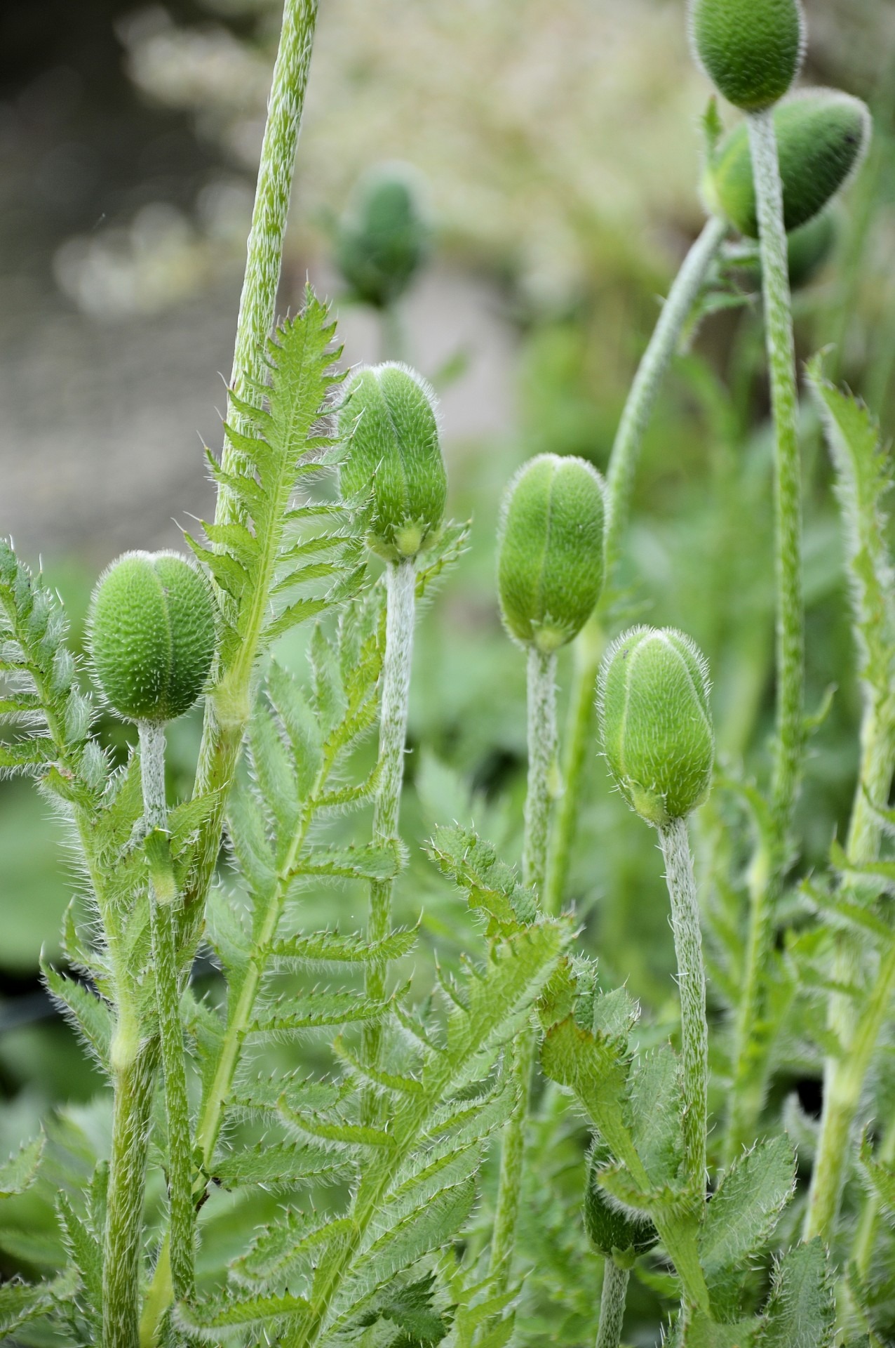 Wild greens in the garden free image download