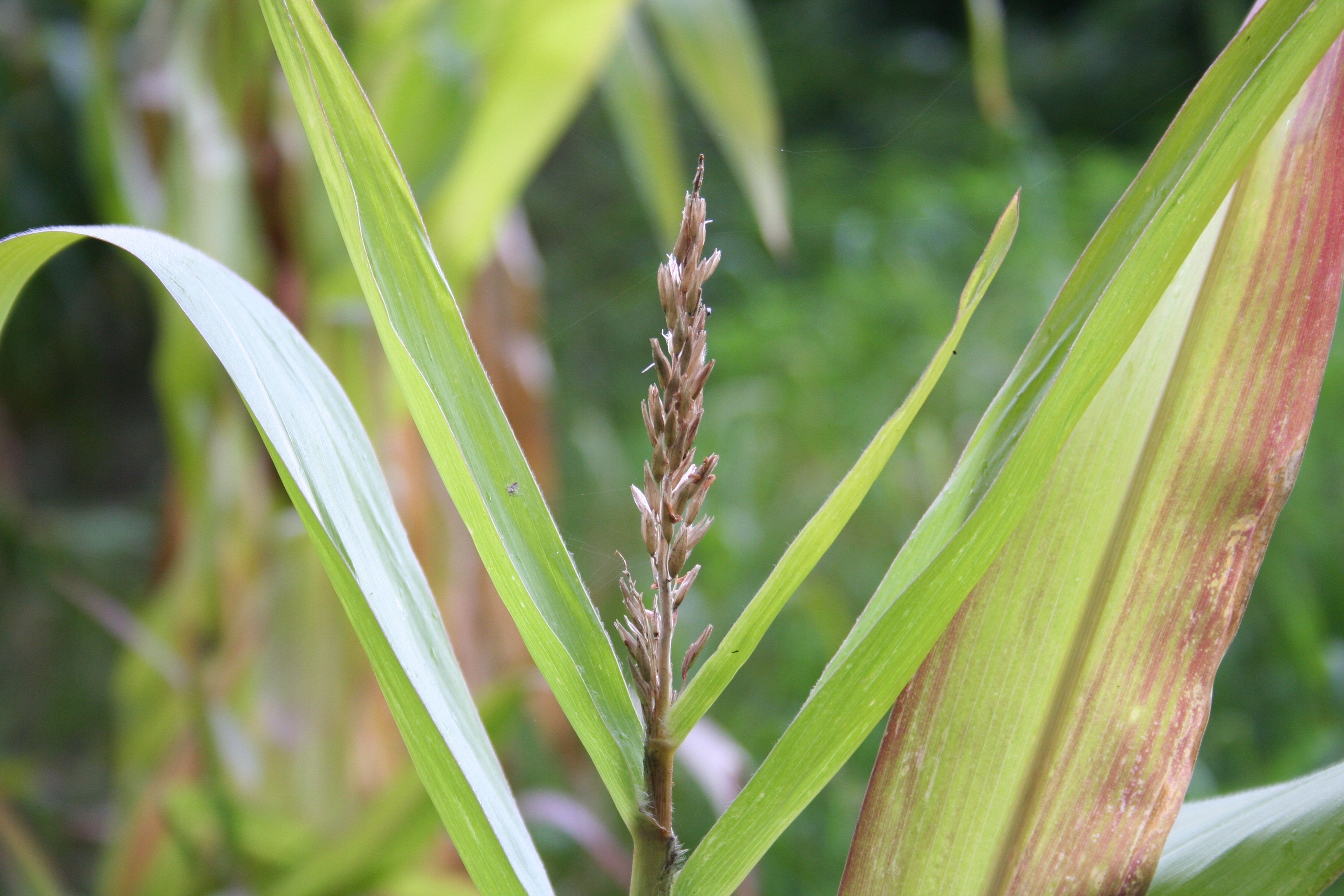 Corn plant free image download