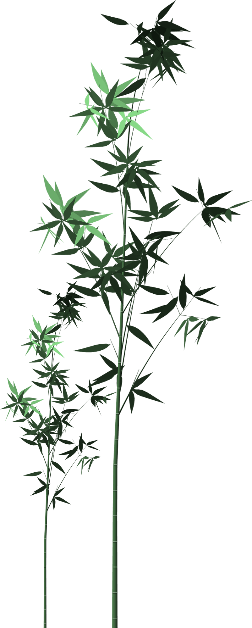 Bamboo shoots tree green free image download