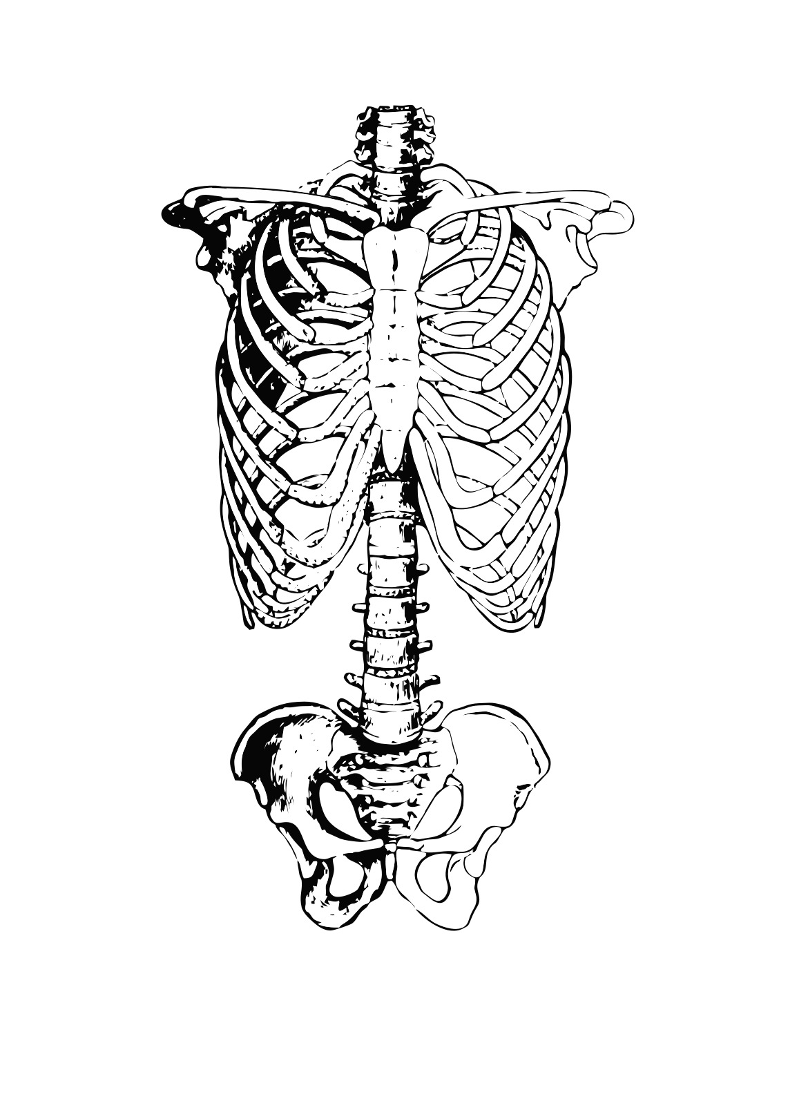Skeleton ribs anatomy drawing free image download