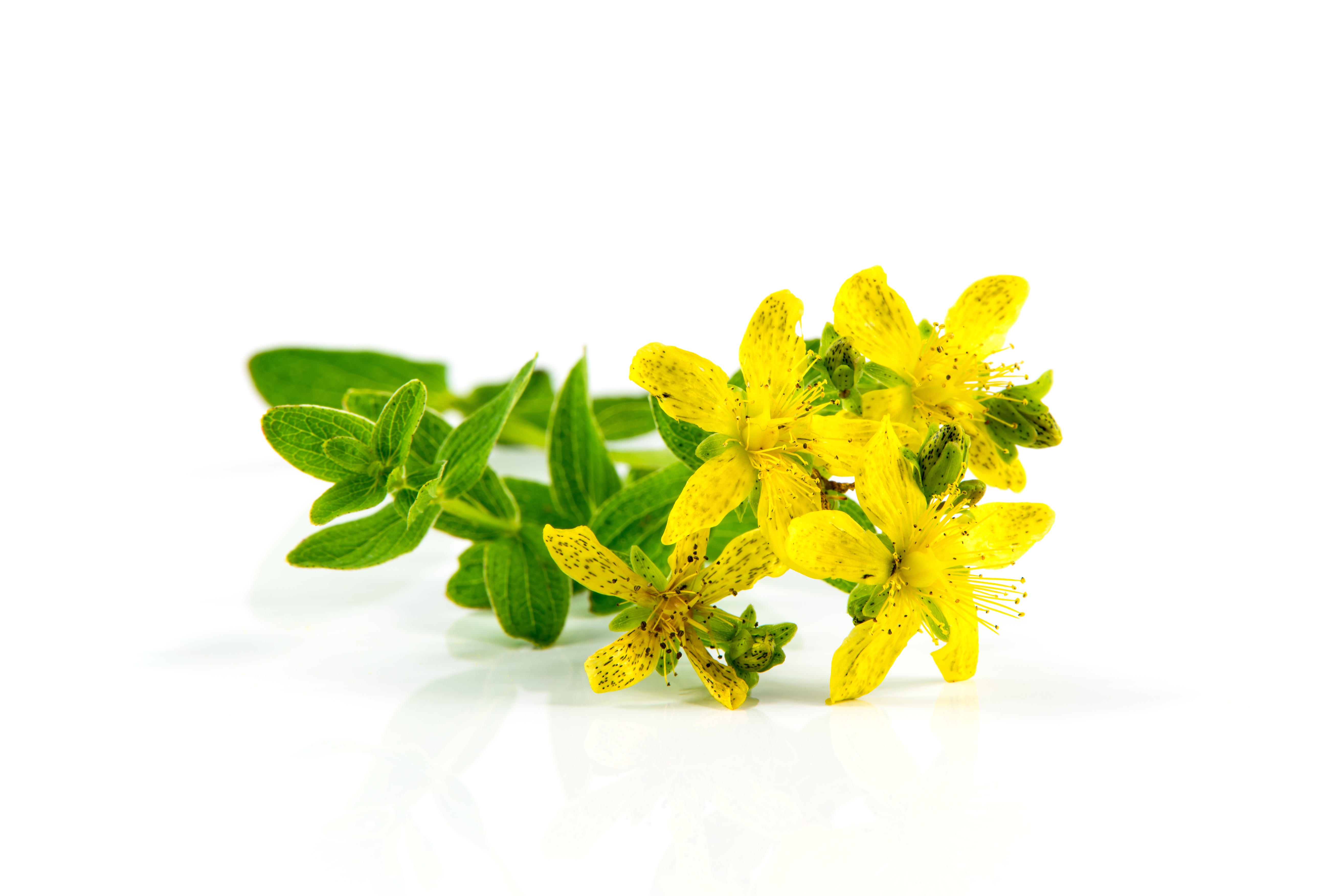 Isolated herb St. John's wort free image download