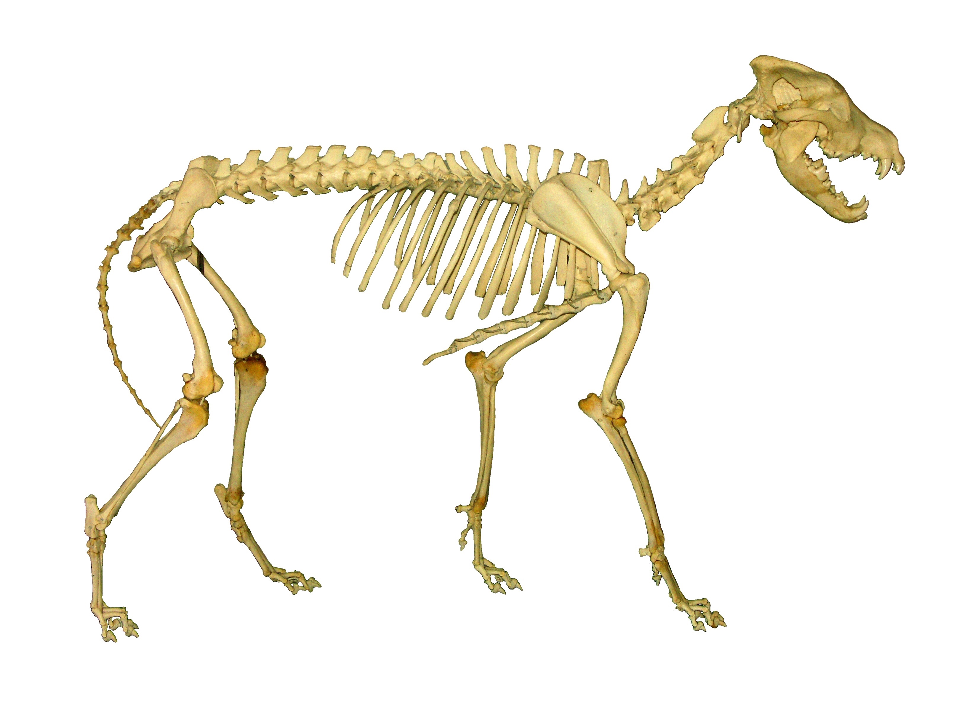 Wolf skeleton anatomy free image download