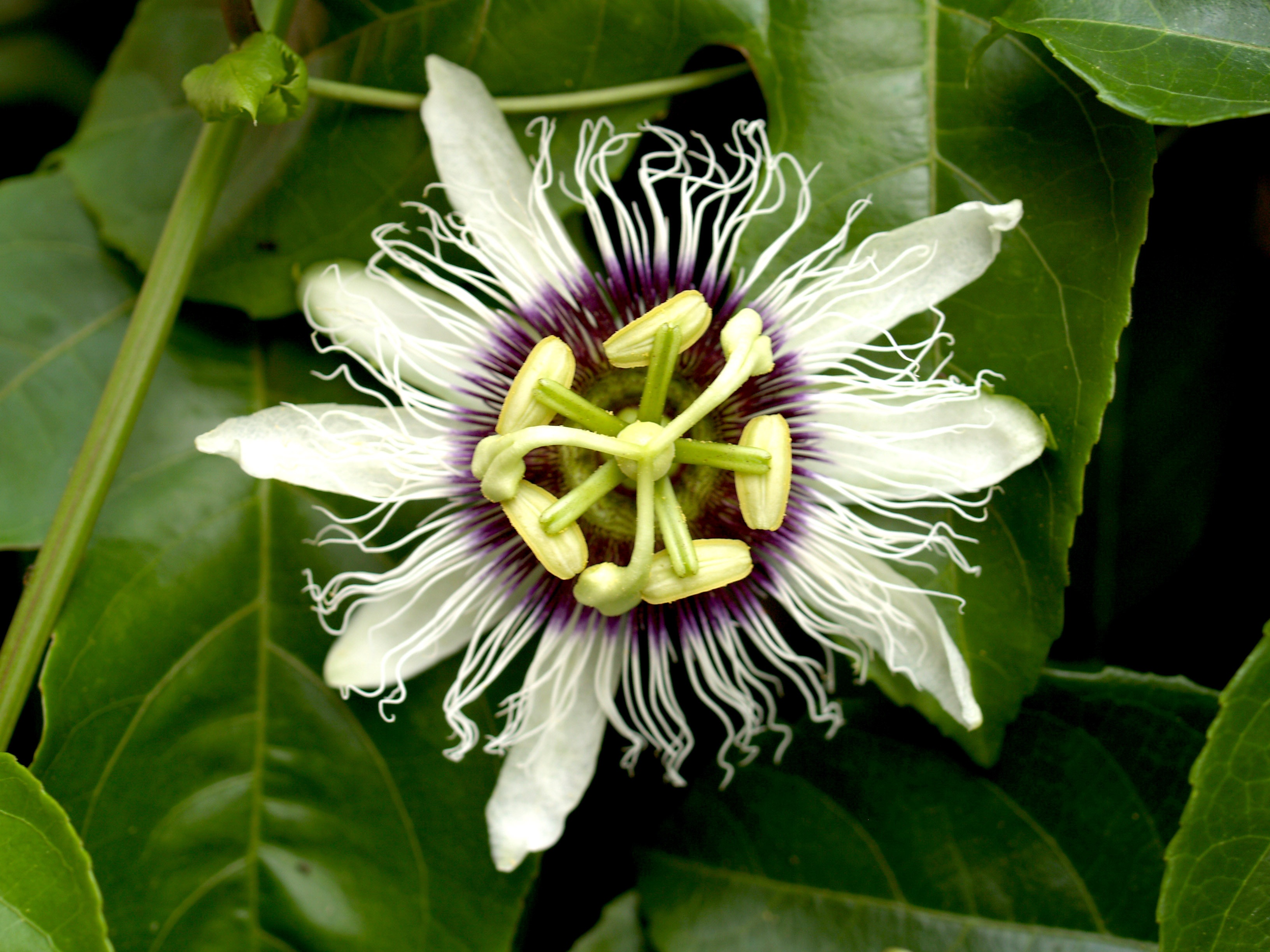 White Passion Flower free image download