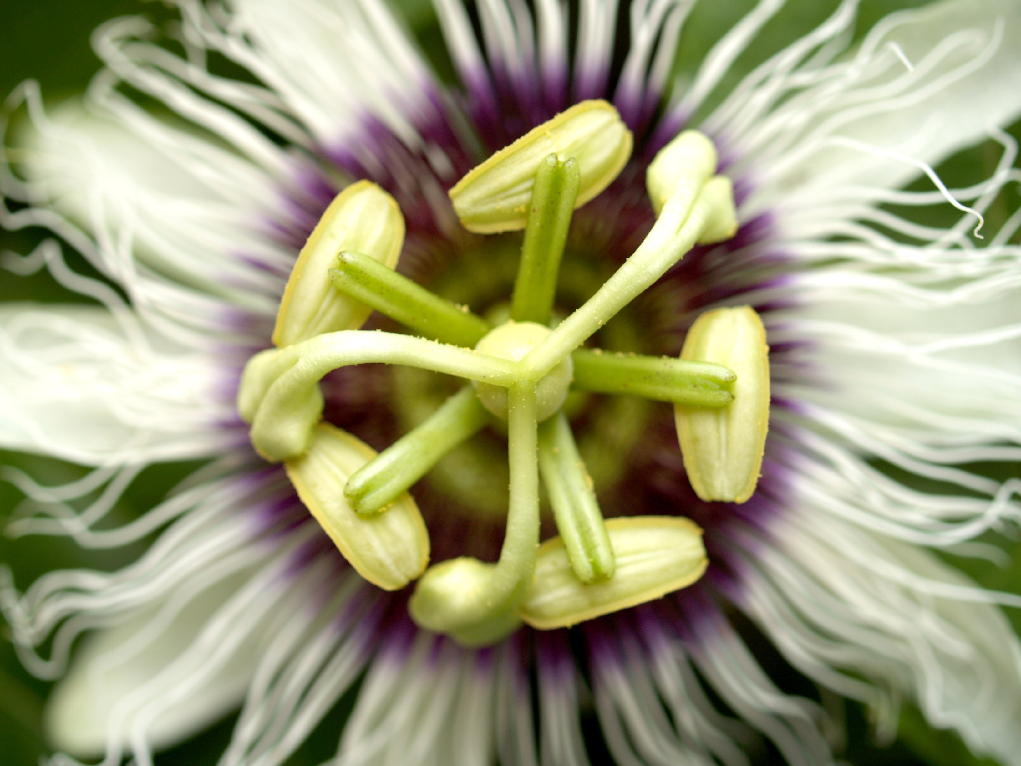 Medicine Passion Flower macro free image download
