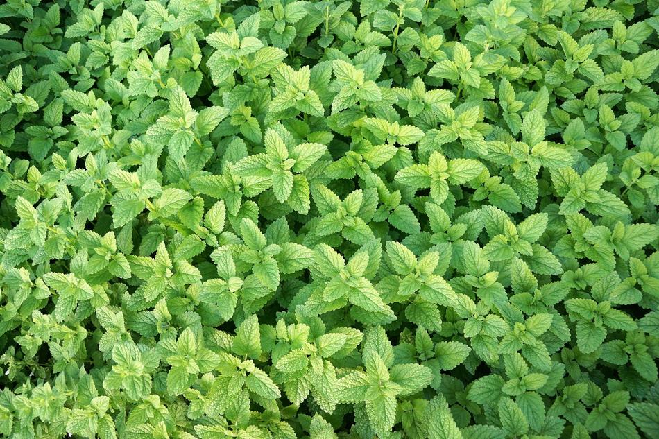 Mint Herb Healthy green free image download