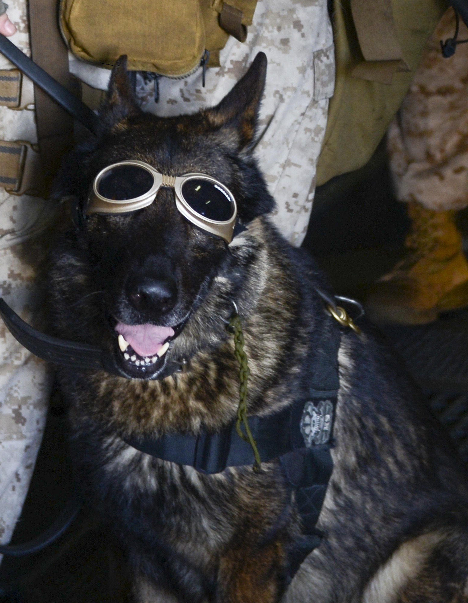 Cute, beautiful and colorful military German Shepherd dog with goggles