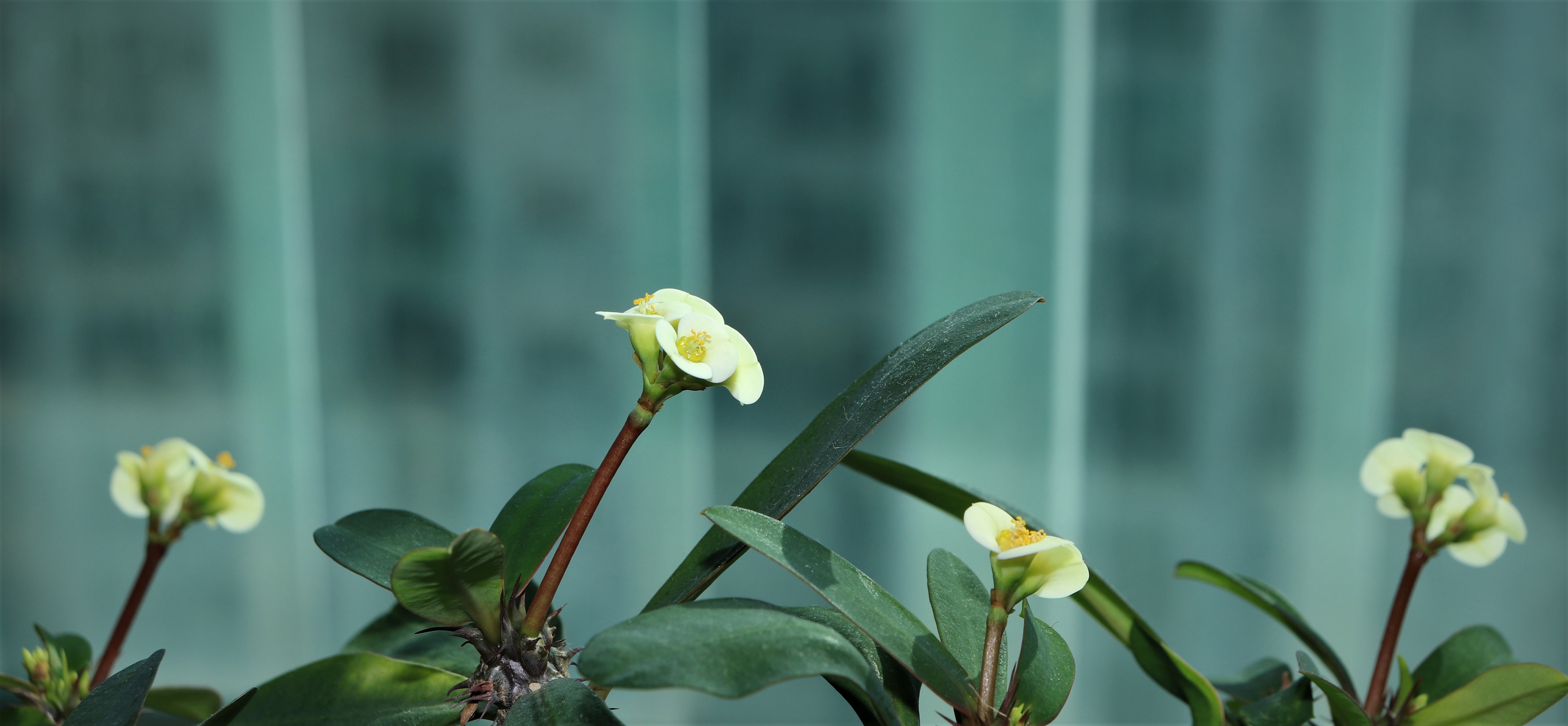 Closeup of the beautiful, white, yellow and green flowers on the stems