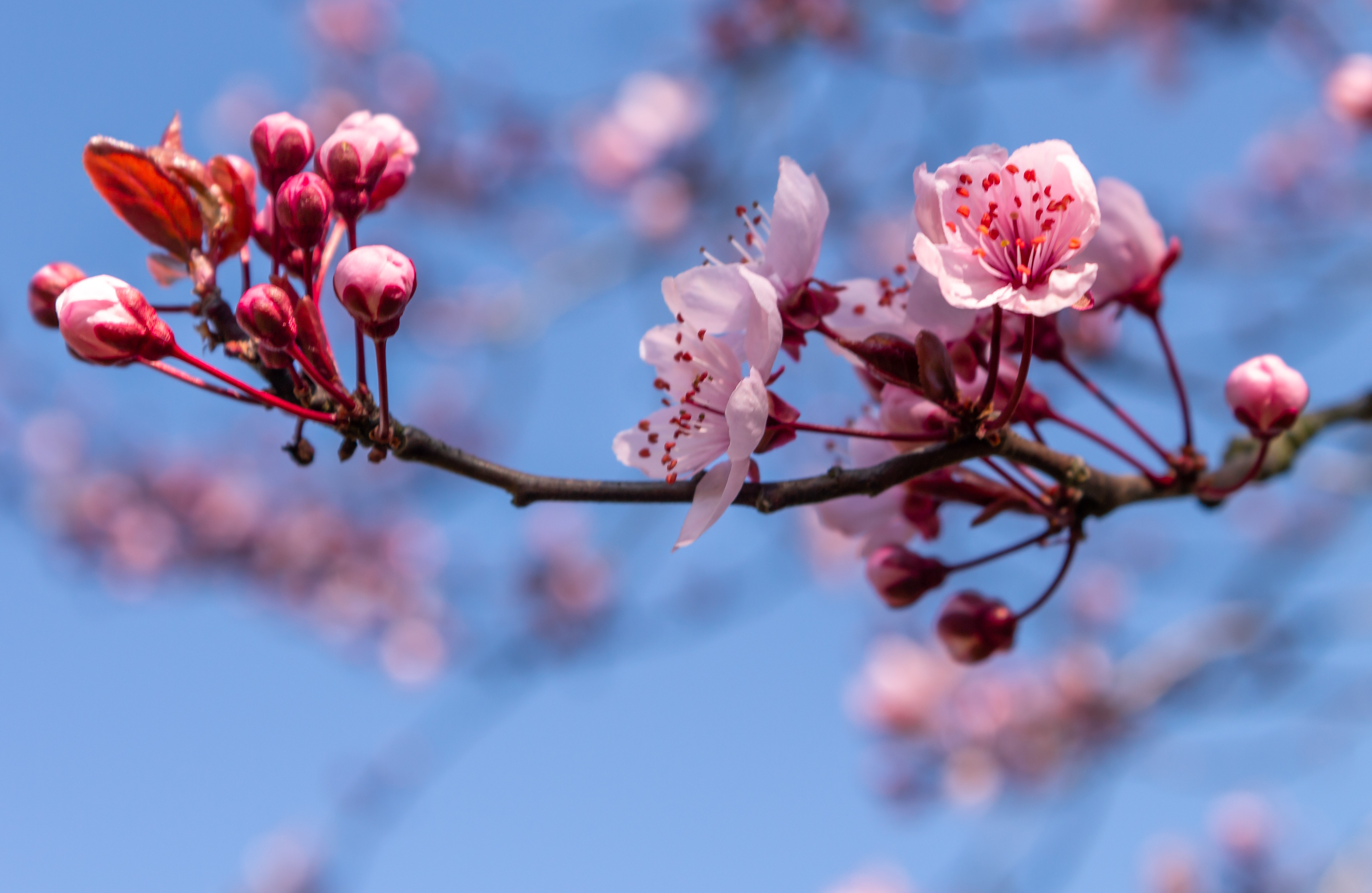 Ornamental Cherry Blossom free image download