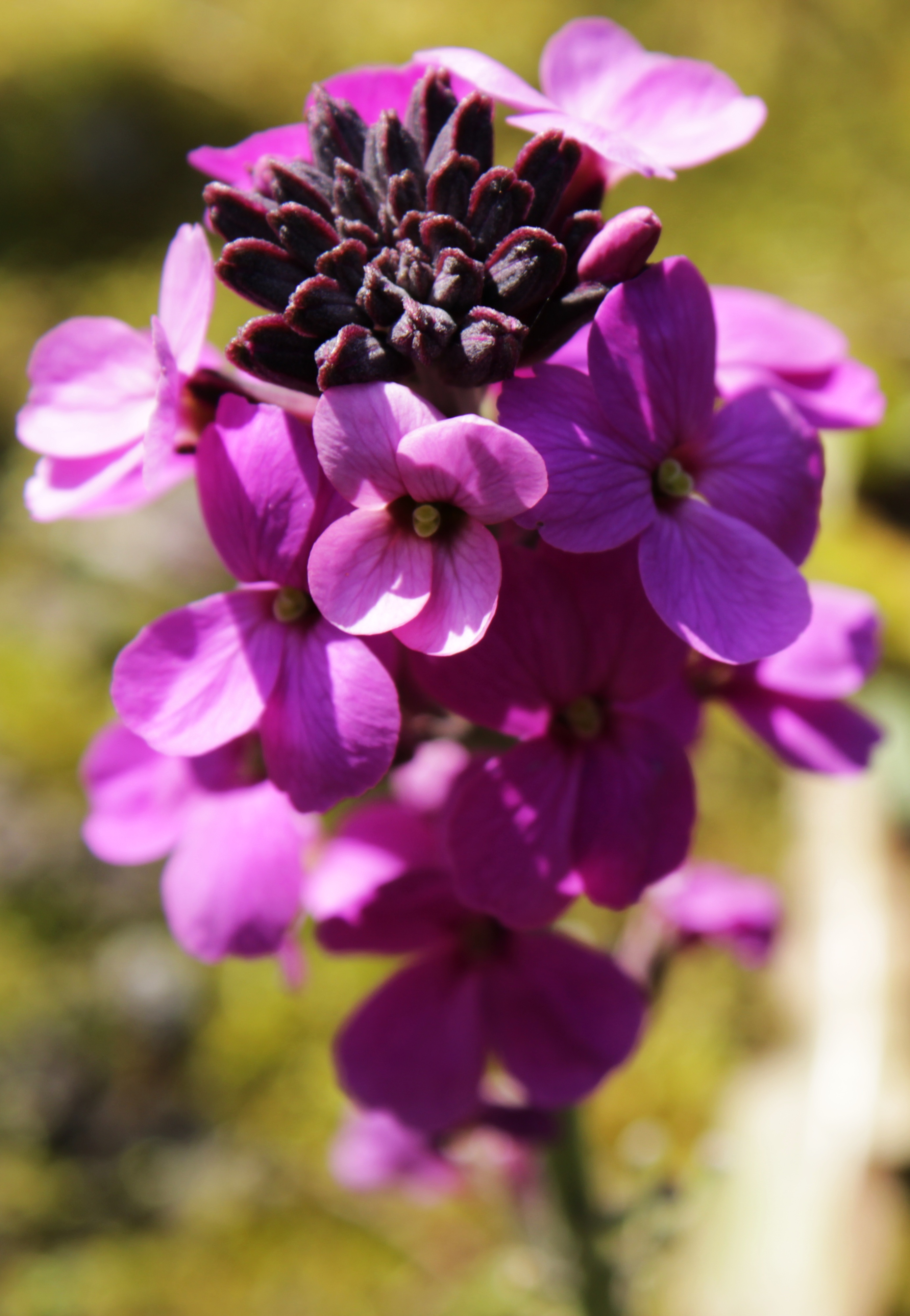 Wallflower Plant free image download