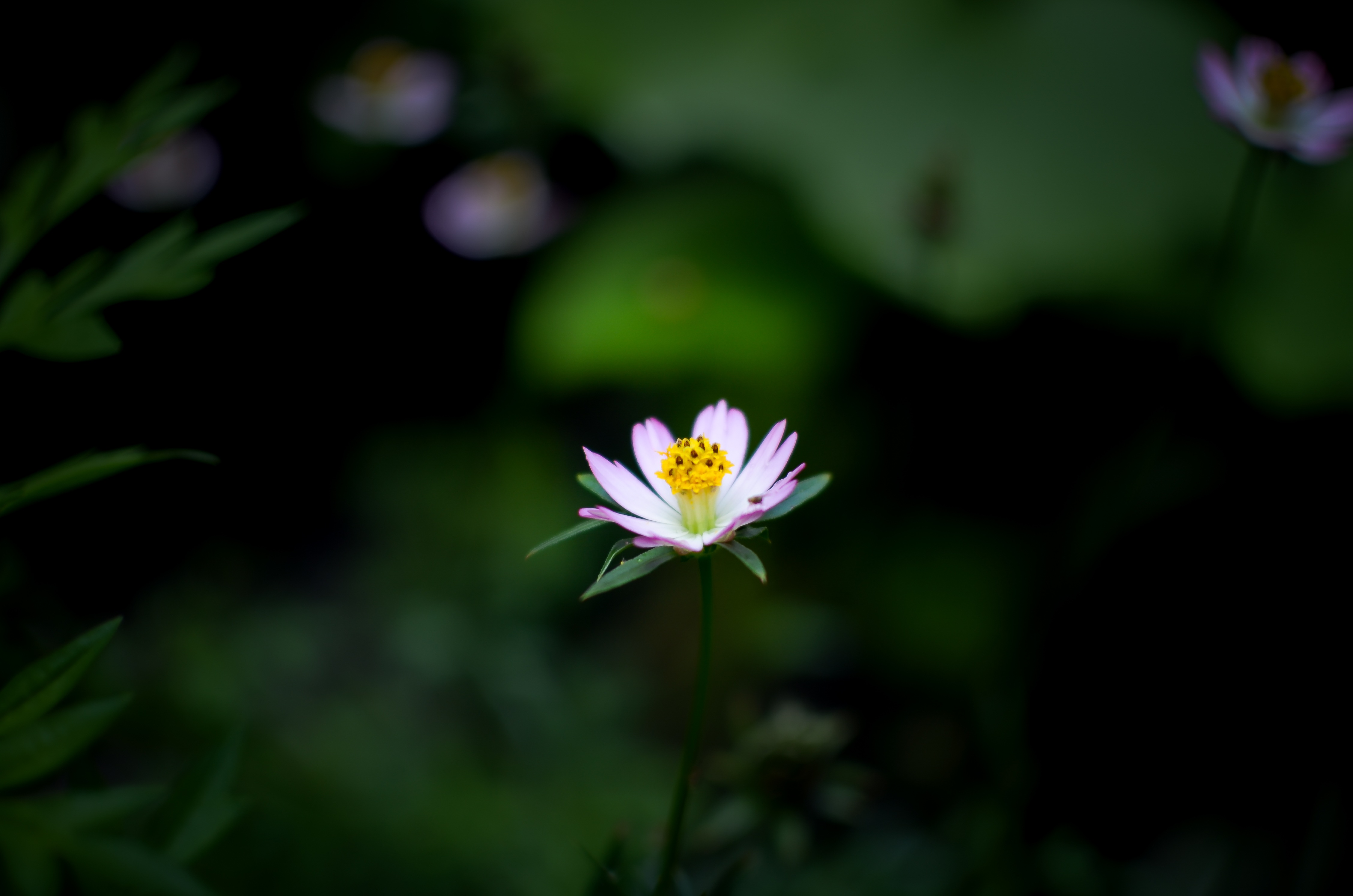 Closeup of the beautiful, purple, white, yellow and green, blooming
