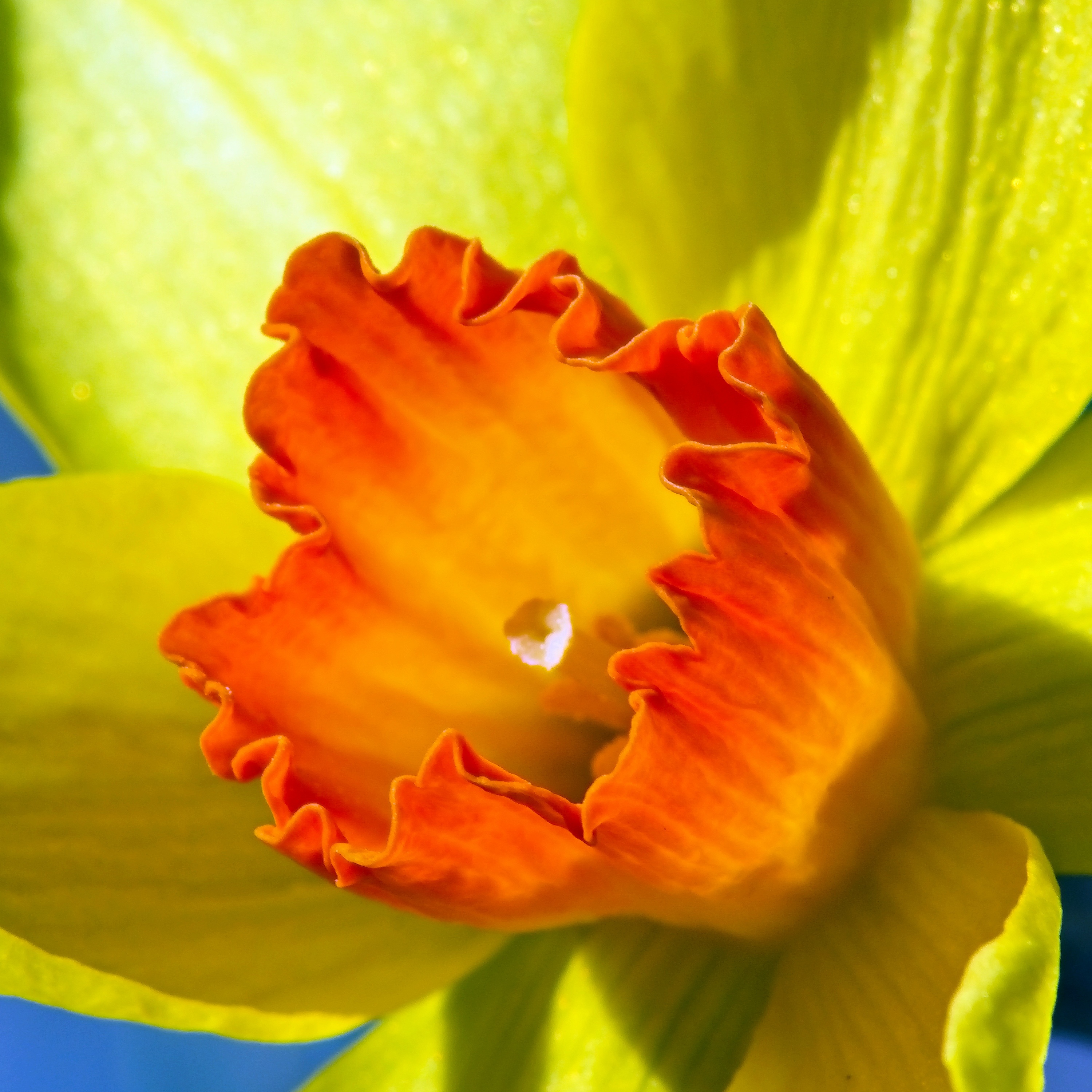 Amazing Jonquil Garden Bloom free image download