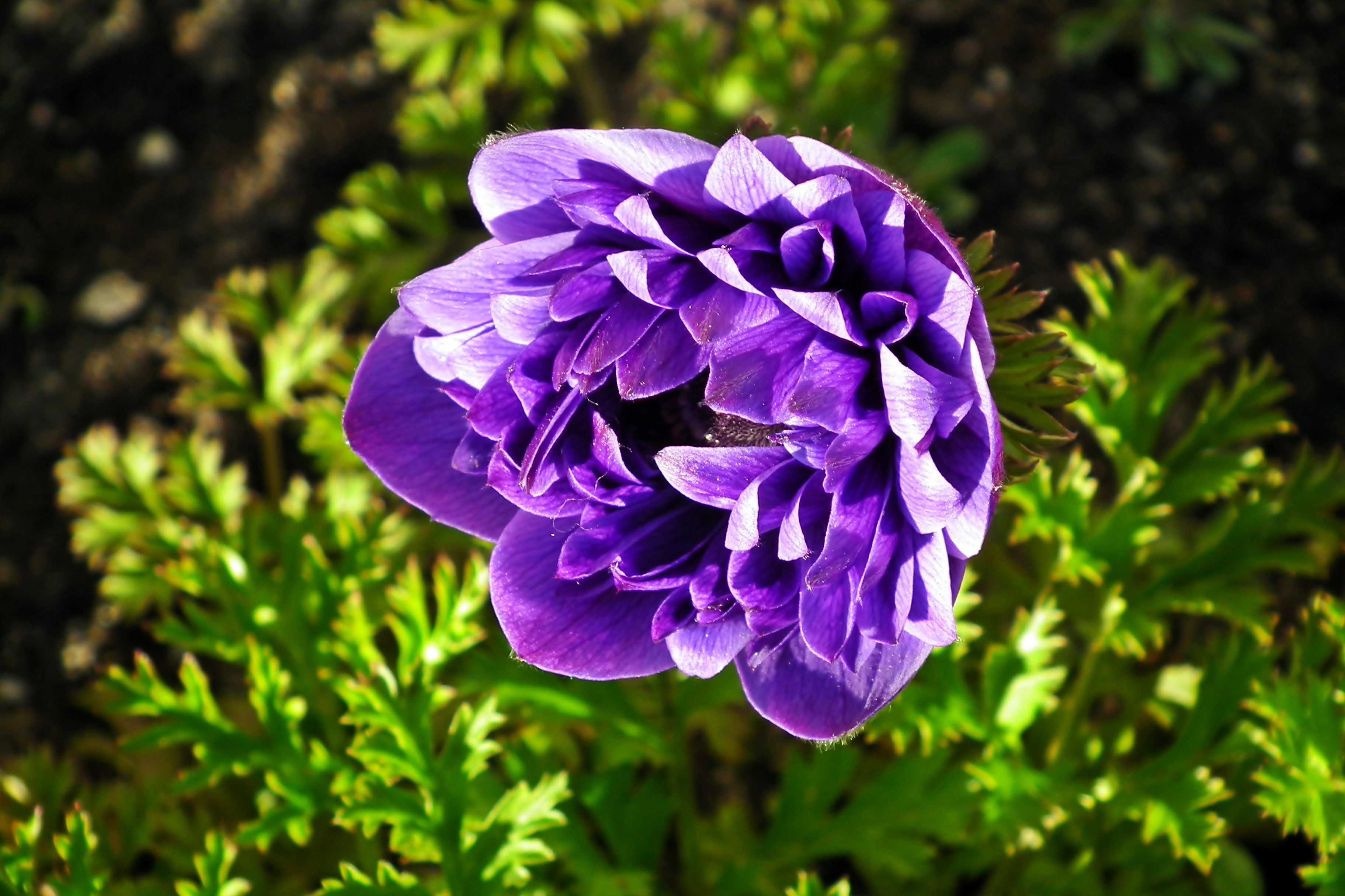 Blue Anemone Flower at nature free image download