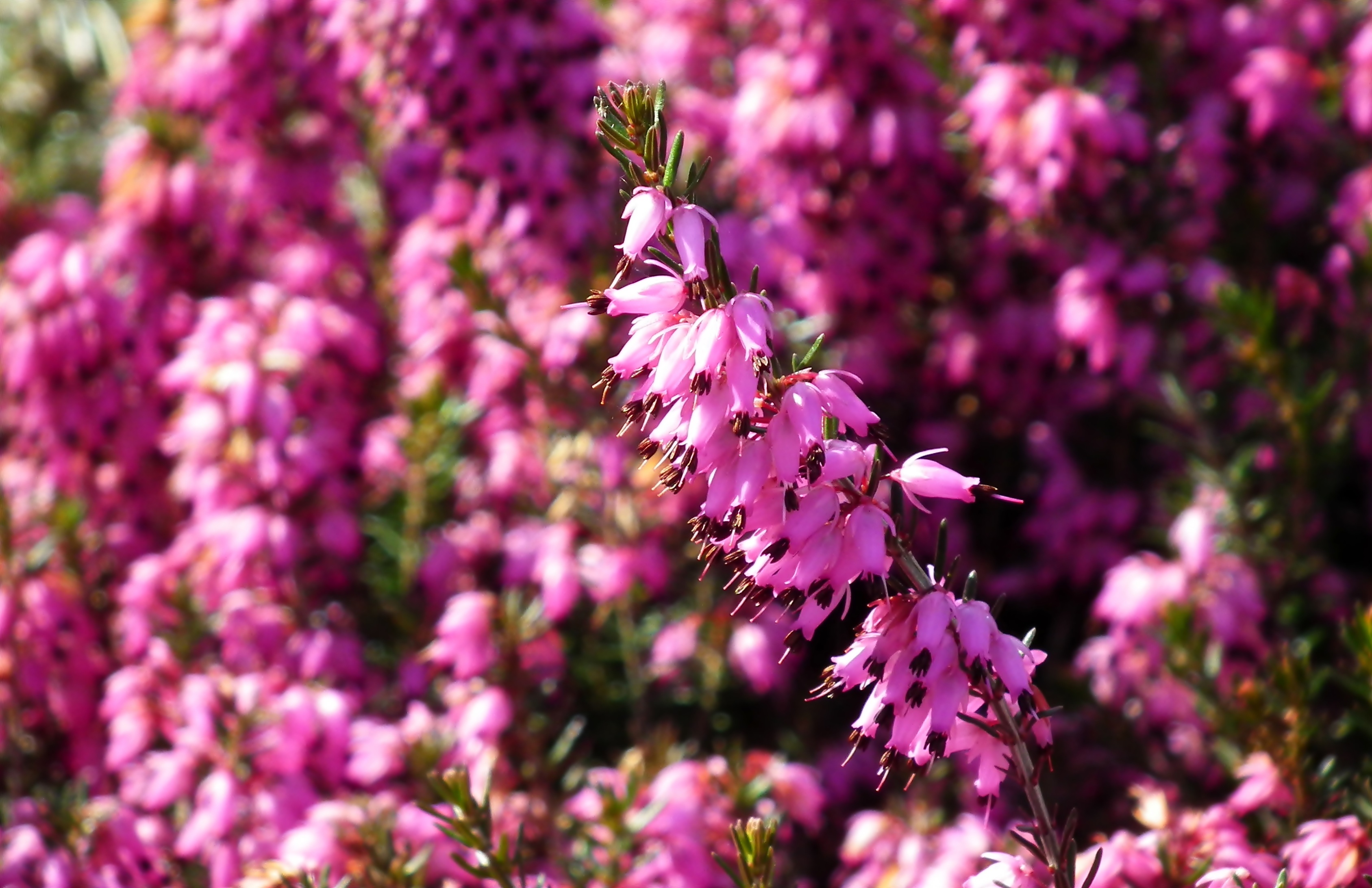 Incredible Erica Flowers Nature free image download