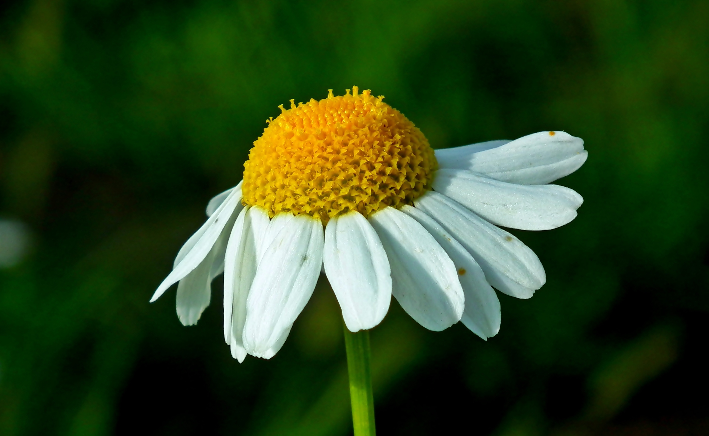 White chamomile with drooping petals free image download