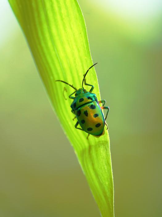 Green beetle on a blade of grass closeup on a blurred background free