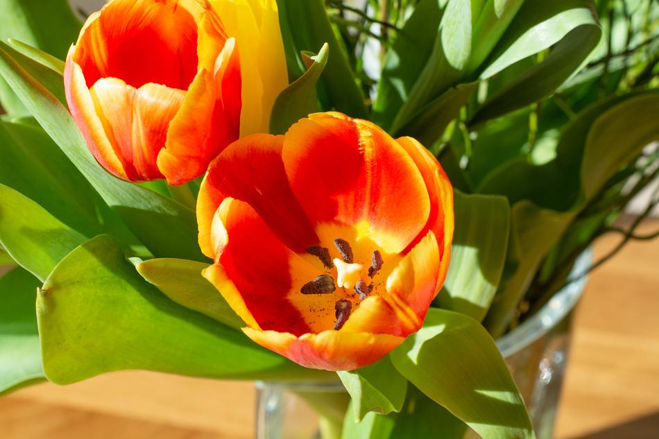 Splendid Tulips Flowers Bouquet free image download
