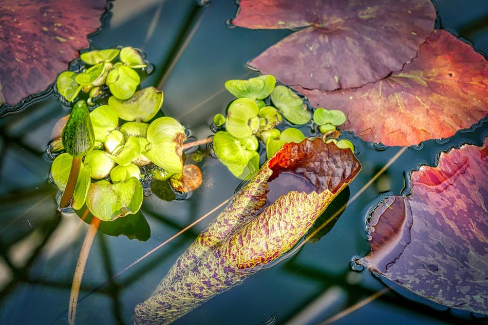Beautiful, green, red and yellow aquatic plants free image download