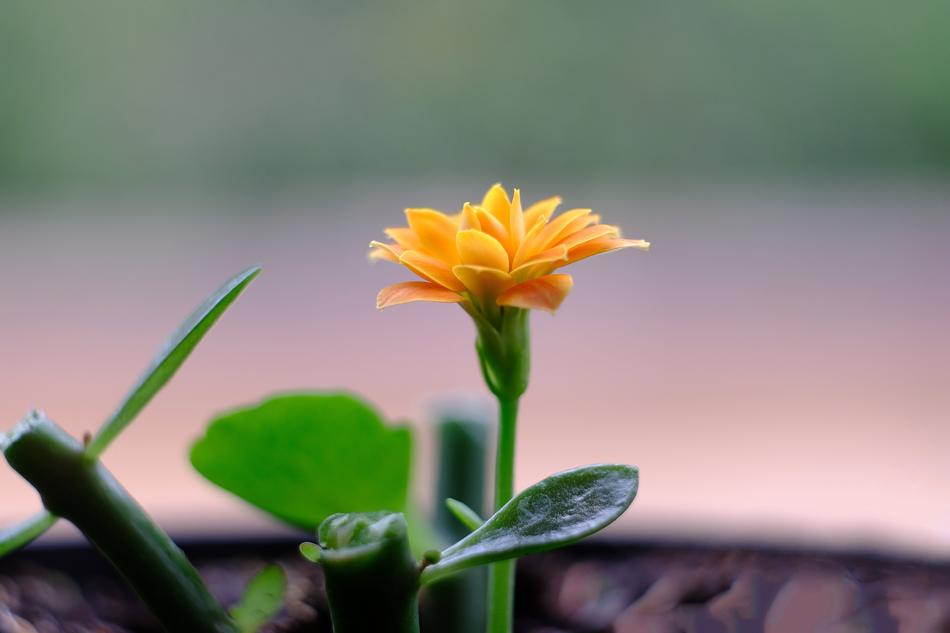 Closeup of the beautiful yellow and orange flower with green leaves at