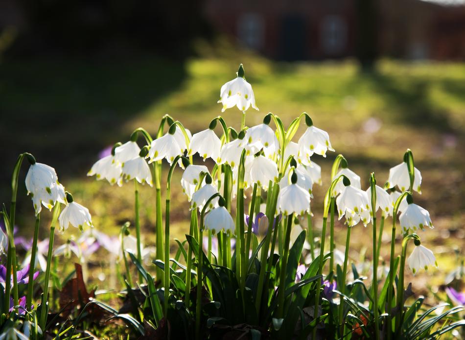 Snowflake Flowers at Spring free image download
